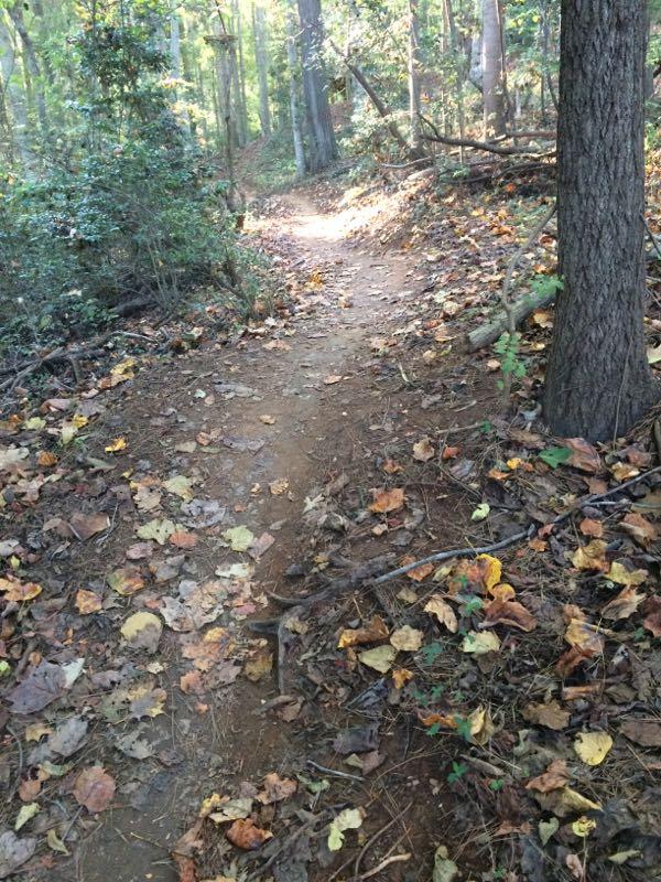 Narrow dirt trail winding through a forest, surrounded by trees and scattered autumn leaves on the ground. Sunlight filters through the foliage, creating a serene and inviting atmosphere. USNWC mountain bike trail.