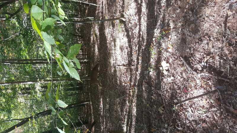 A deer standing among trees in a forest, with sunlight filtering through the leaves and casting dappled shadows on the ground covered in leaves and dirt. Blankets Creek mountain bike trail.