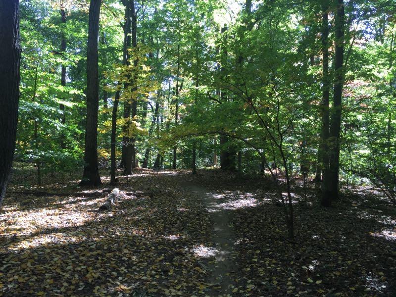 A serene forest path surrounded by tall trees, predominantly green foliage with a few yellow leaves, and a layer of fallen leaves on the ground. Sunlight filters through the trees, illuminating the trail that winds through the wooded area. Lewis Morris mountain bike trail.