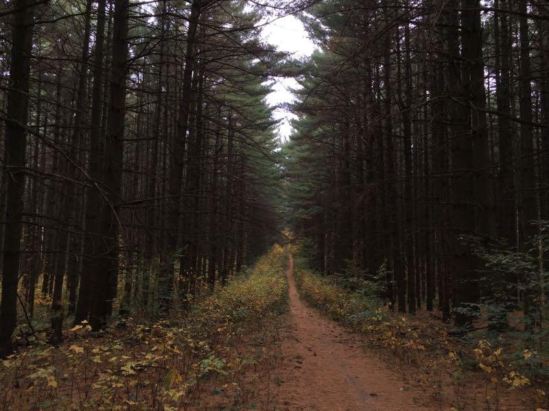 A narrow path winding through a dense forest of tall pine trees, with hints of autumn foliage along the edges and a cloudy sky overhead. Mohican mountain bike trail.