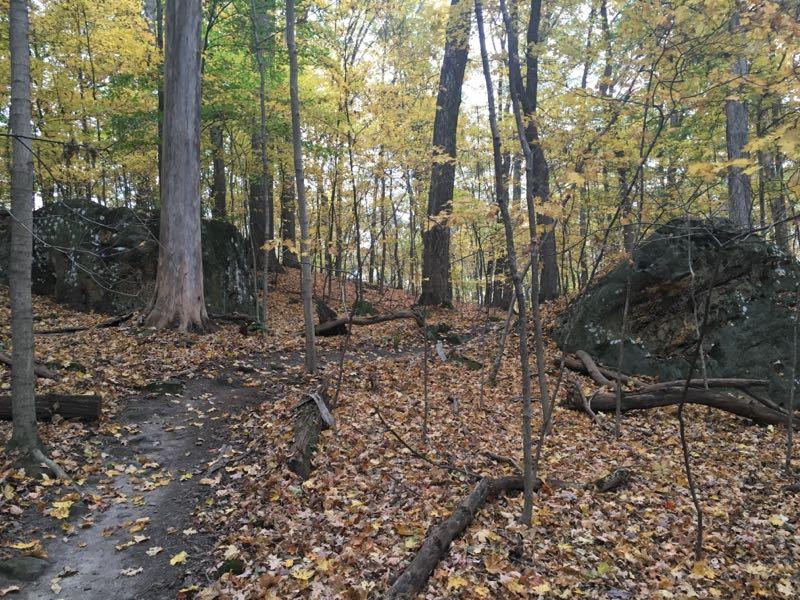 A forest scene during autumn, featuring tall trees with yellow and orange leaves. The ground is covered with fallen leaves and scattered rocks, with a dirt path winding through the landscape. Sunlight filters through the tree canopy, creating a serene and tranquil atmosphere. Mohican mountain bike trail.