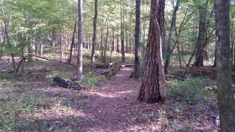 A serene forest scene featuring a narrow dirt path winding through lush greenery. Tall trees with thick trunks and abundant foliage line the sides of the trail, while patches of sunlight filter through the leaves, creating dappled light on the ground. The path is slightly overgrown, with scattered leaves and remnants of fallen branches, inviting explorers to enjoy the tranquility of nature. Lick Fork (Horn Creek) mountain bike trail.