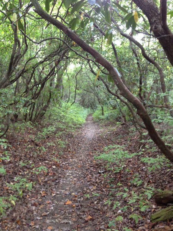 A narrow walking path winding through a lush, green forest, framed by dense foliage and intertwined branches. The ground is covered with fallen leaves, and the trail leads into a serene, natural landscape. Black Mountain mountain bike trail.