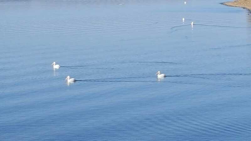 Four white birds swimming in a calm blue body of water, leaving gentle ripples in their wake. The scene captures a serene natural environment with soft ripples and a clear sky in the background. Camp Camfield mountain bike trail.