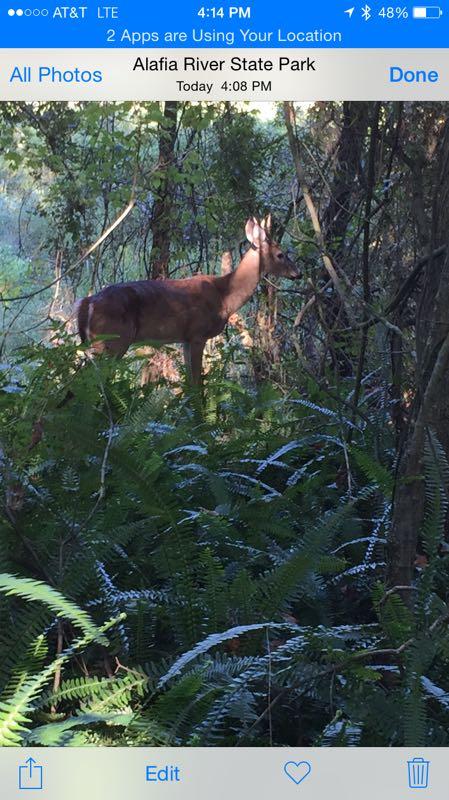 A deer standing among ferns in a wooded area, with greenery and trees in the background at Alafia River State Park. Alafia River State Park mountain bike trail.
