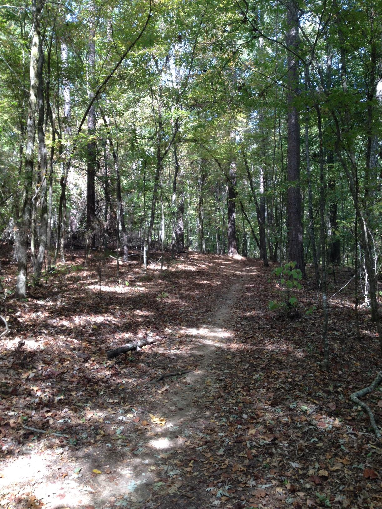 A winding dirt path through a forest with tall trees and patches of sunlight filtering through the green leaves. The ground is covered with fallen leaves, creating a natural and serene atmosphere. Lincoln Parish Park mountain bike trail.