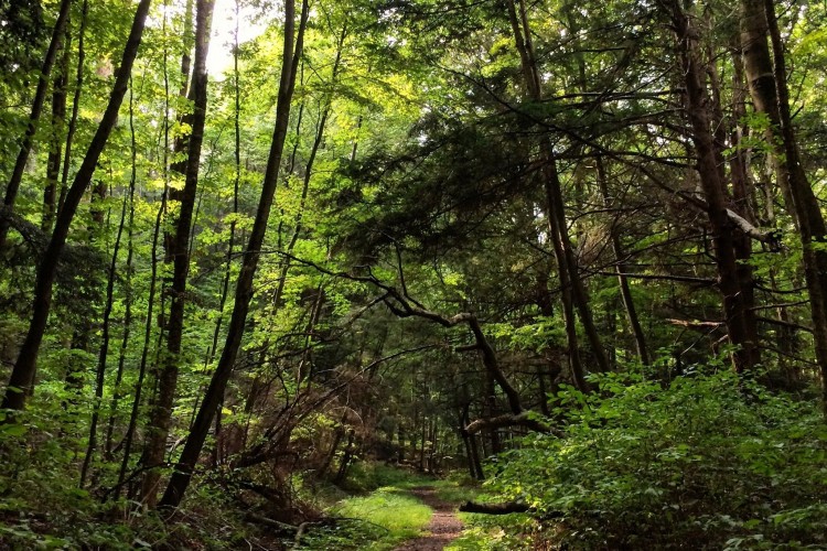 A narrow dirt path winding through a lush, green forest, with tall trees forming a canopy overhead. Sunlight filters through the leaves, illuminating the vibrant greenery along the trail.