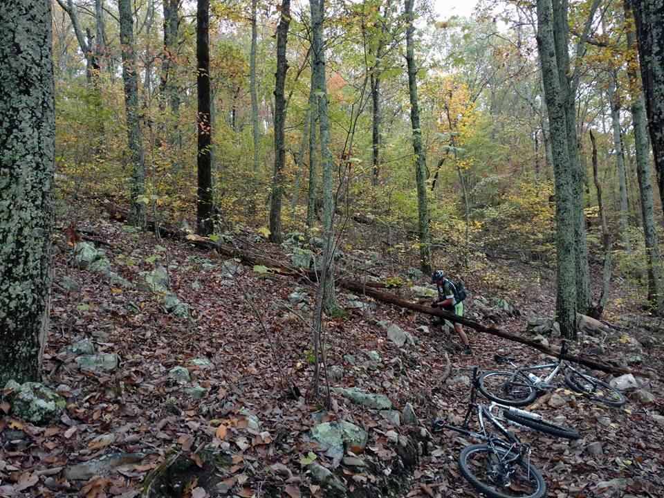 A mountain biker inspecting a fallen log in a forested area with autumn foliage. Two mountain bikes lie on the ground amid fallen leaves and rocks. The scene captures the natural beauty of the woods with tall trees and a variety of green and yellow leaves. Coldwater Mountain mountain bike trail.