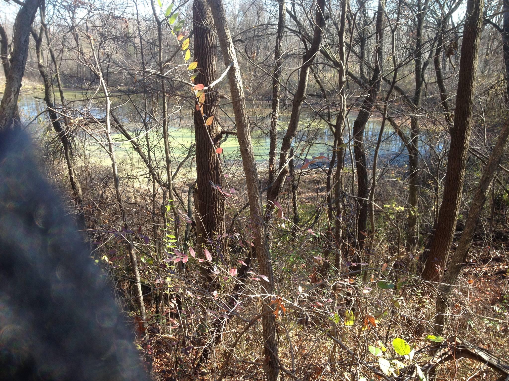 A dense forest scene with bare trees and intertwined branches, showing hints of autumn foliage. In the background, a calm pond is partially covered with green vegetation, surrounded by underbrush and fallen leaves on the ground. Pontiac Lake mountain bike trail.