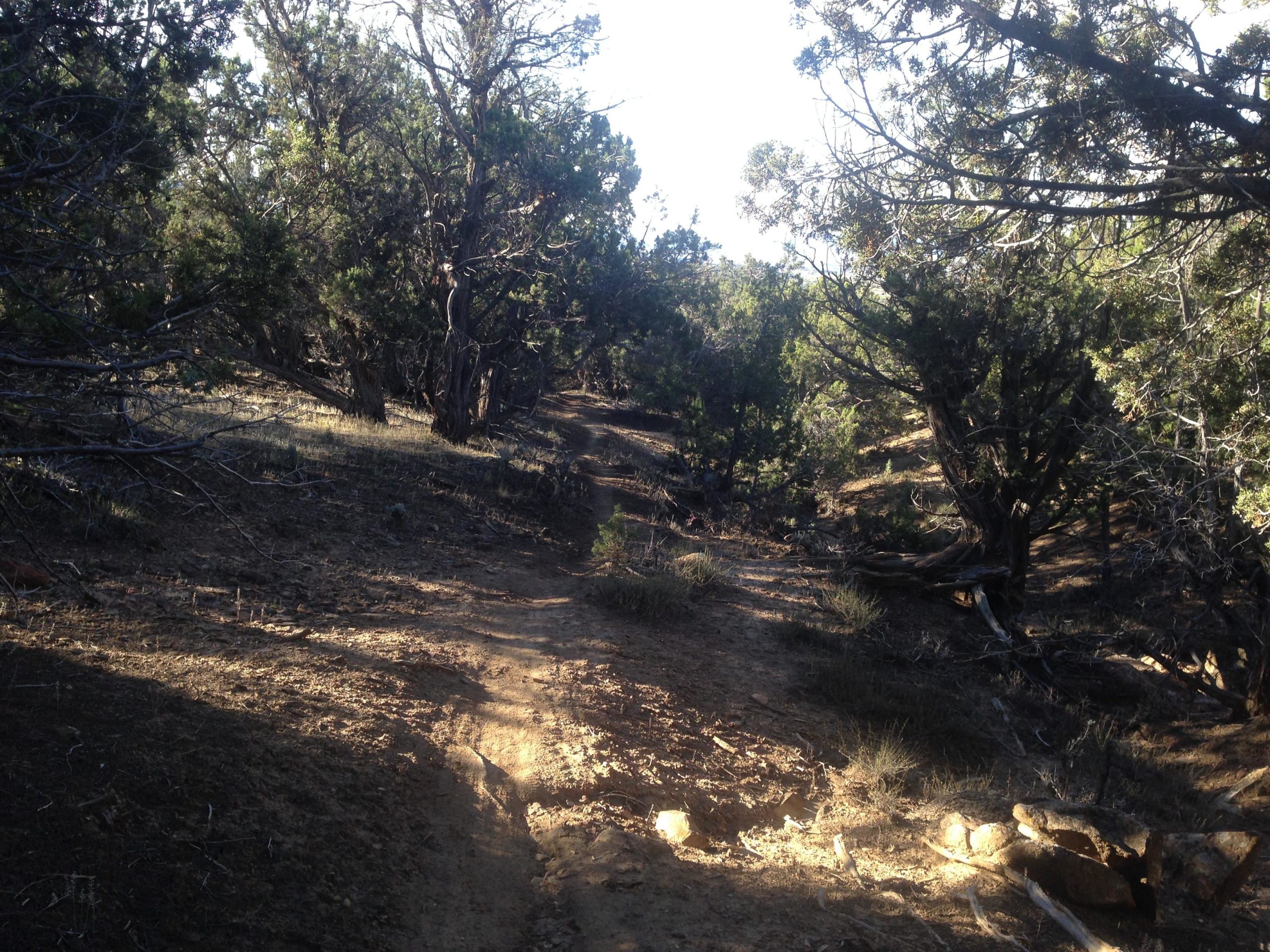 A sunlit dirt path winding through a dense forest, surrounded by tall trees and shrubs, with patches of sunlight illuminating the ground. The scene conveys a tranquil outdoor setting. Jumbo Mountain mountain bike trail.