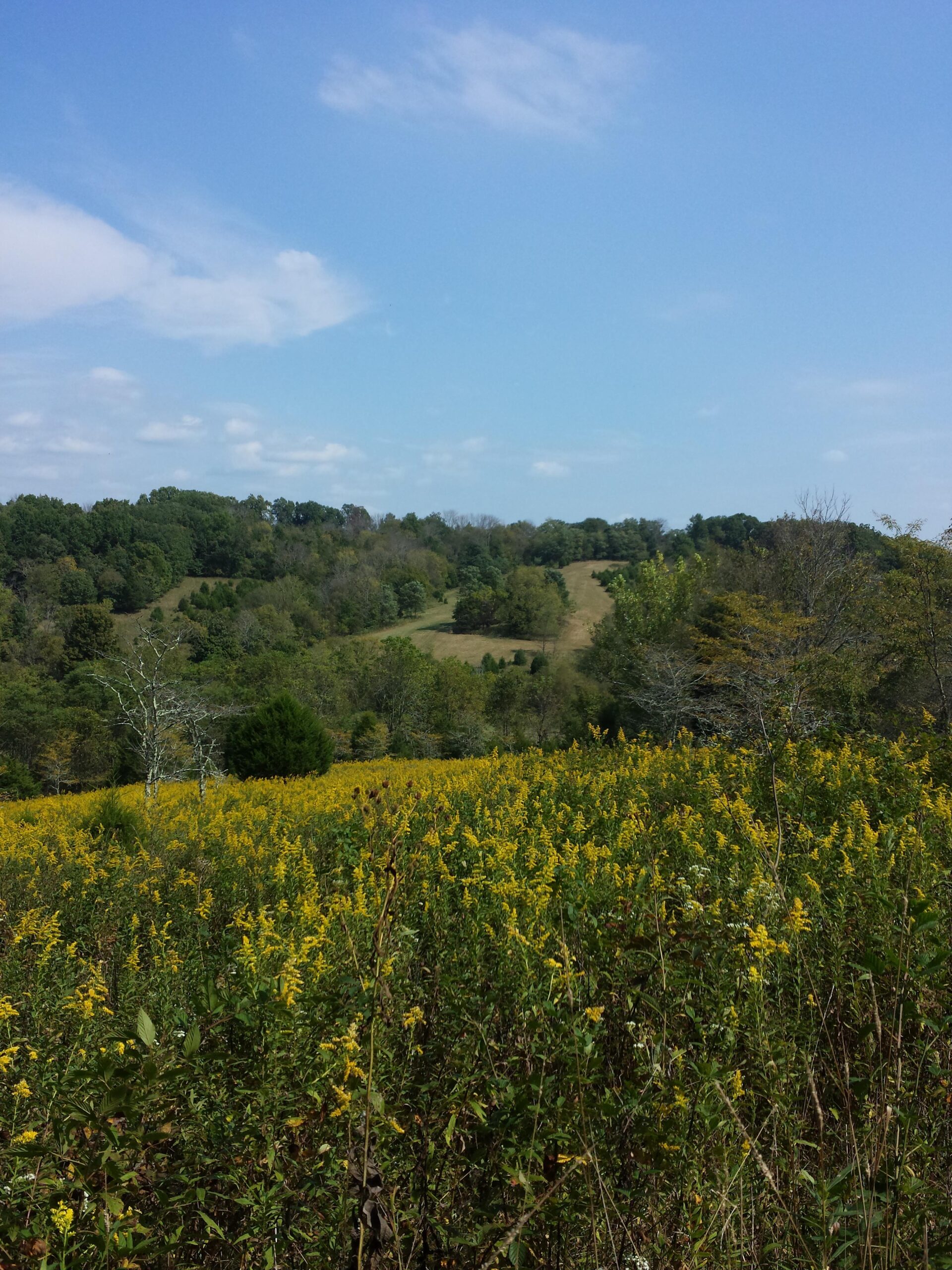 A scenic view of a hilly landscape featuring a field of vibrant yellow wildflowers in the foreground, with lush green trees in the middle ground and a blue sky with scattered clouds above. Skullbuster mountain bike trail.