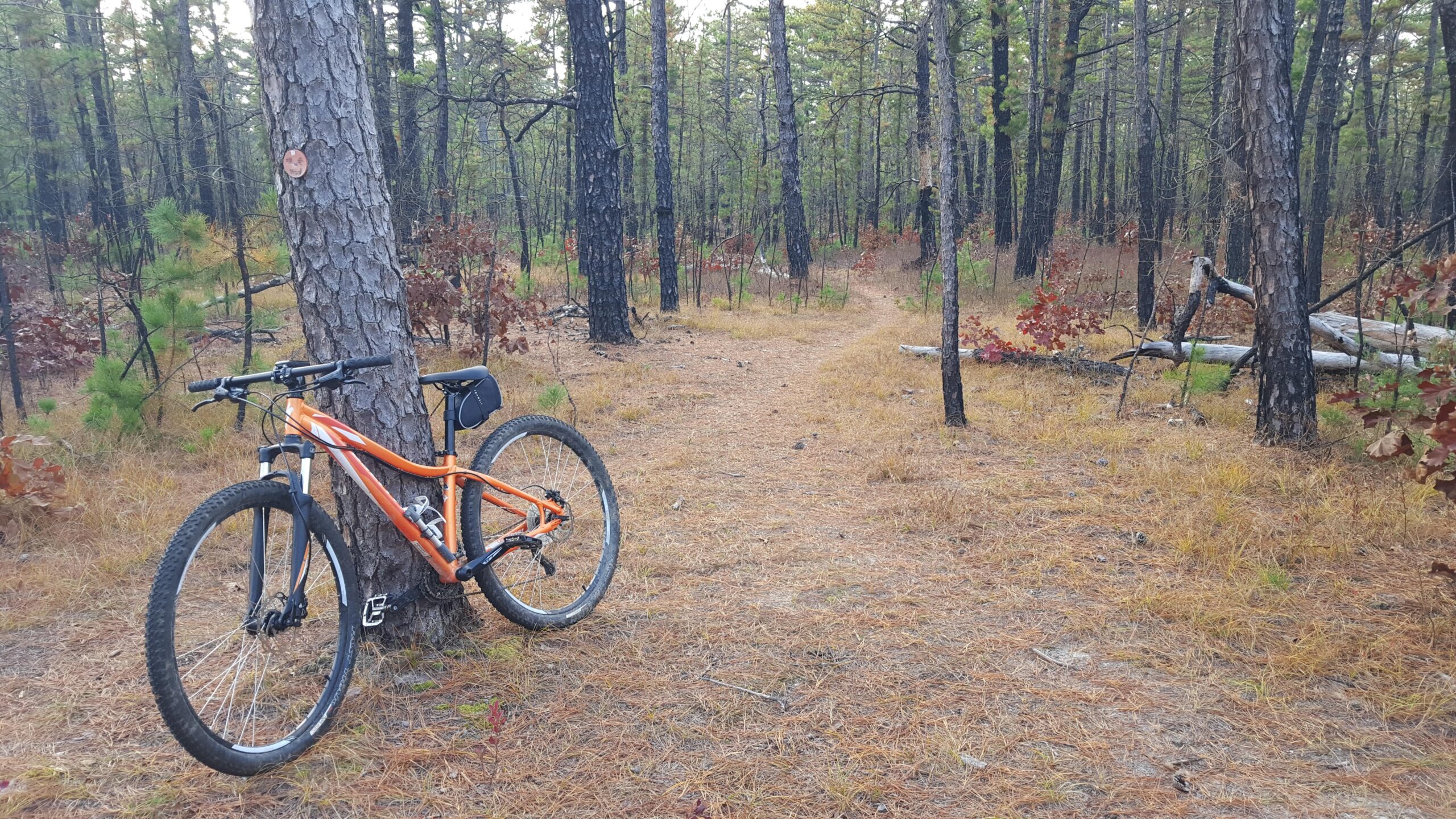 A mountain bike leaning against a tree on a dirt path in a wooded area, surrounded by pine trees and scattered foliage. The ground is covered with dry pine needles and fallen leaves, indicating a natural, outdoor environment. Wharton State Forest mountain bike trail.
