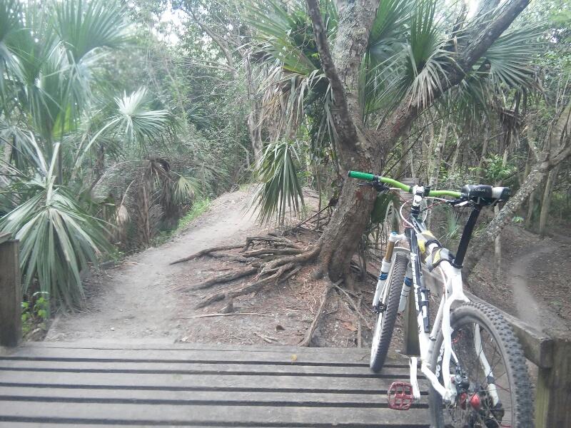 A mountain bike resting on a wooden bridge in a dense, tropical forest. The path diverges into two trails, surrounded by palm trees and lush green foliage, inviting exploration into the wilderness. Markham Park mountain bike trail.