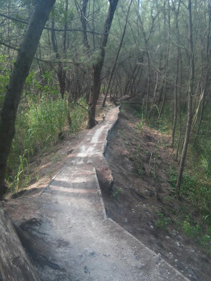 A narrow, winding path made of packed earth and gravel meanders through a densely wooded area, with tall trees lining both sides. Sunlight filters through the foliage, creating dappled shadows on the trail. Virginia Key North Point mountain bike trail.