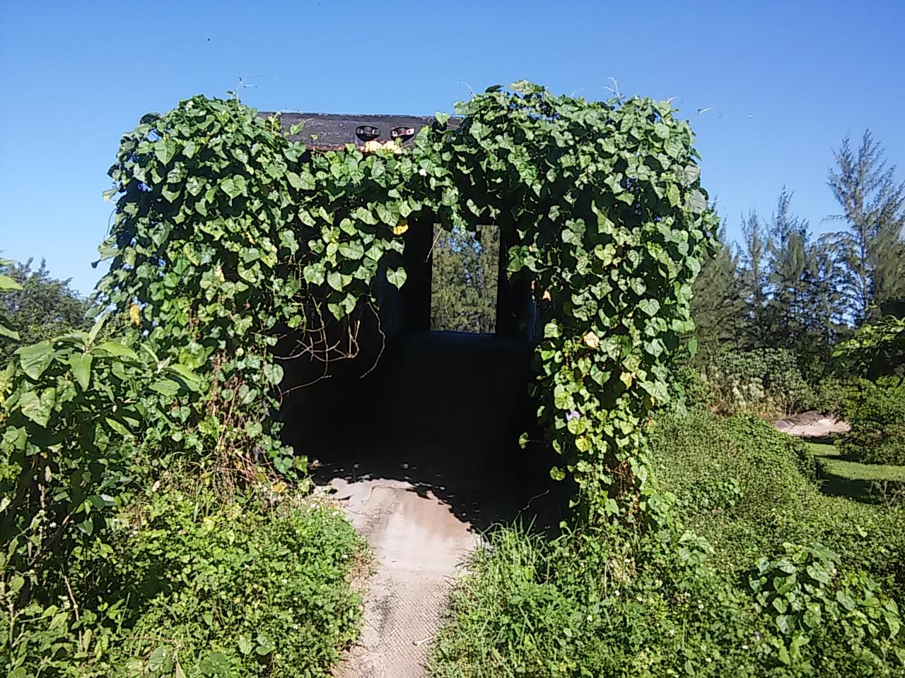 An overgrown archway covered in lush green vines leads into a shadowed pathway. Surrounding foliage adds to the natural beauty, with a clear blue sky above and tall trees visible in the background, creating a serene and inviting atmosphere. Amelia Earhart Park mountain bike trail.