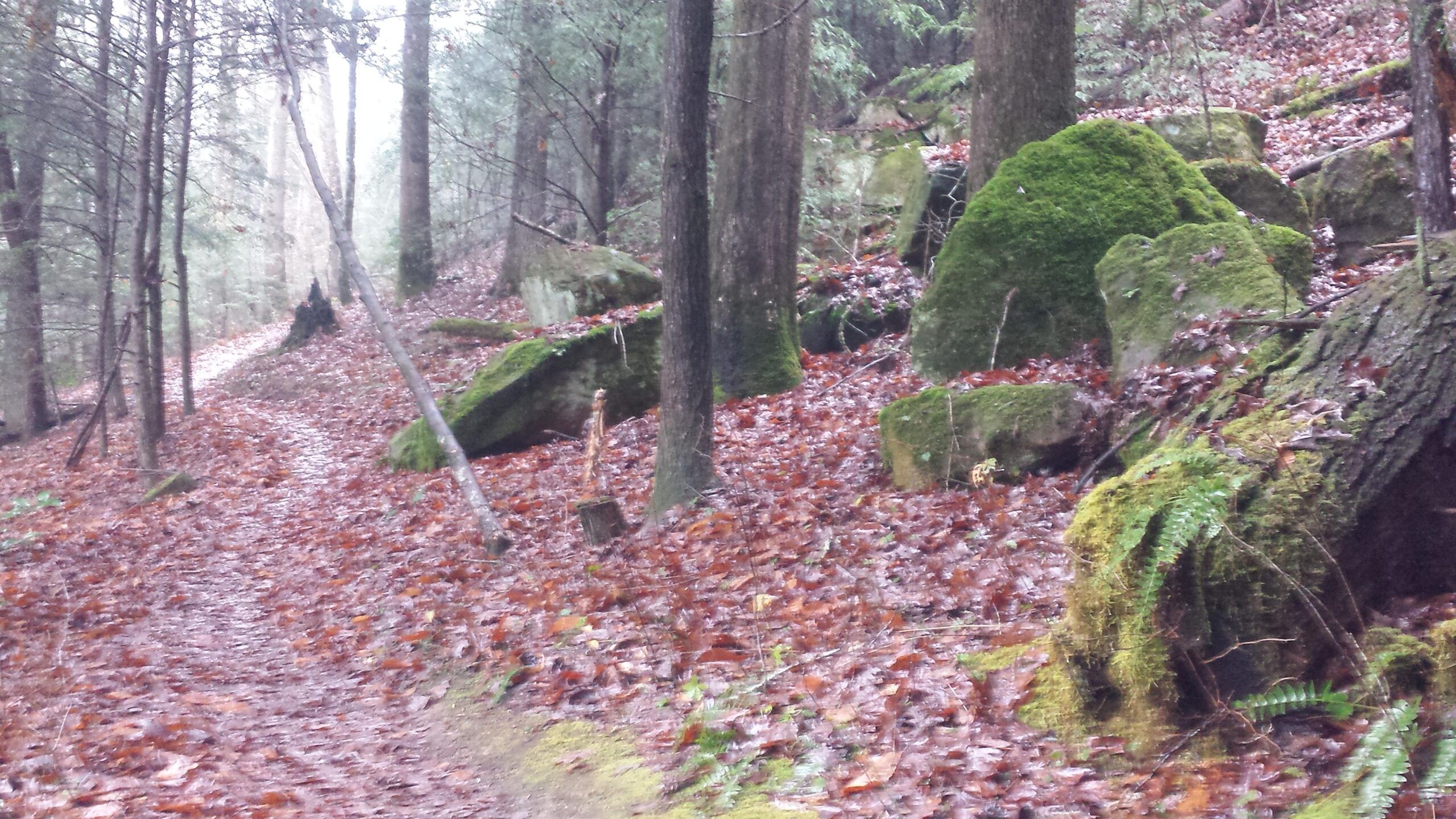 A tranquil forest scene featuring a winding dirt path surrounded by tall trees. The ground is covered with a layer of fallen leaves and scattered moss-covered rocks. The atmosphere is misty, adding a sense of calm and solitude to the natural landscape. Sheltowee Trace - Laurel Lake Trail mountain bike trail.