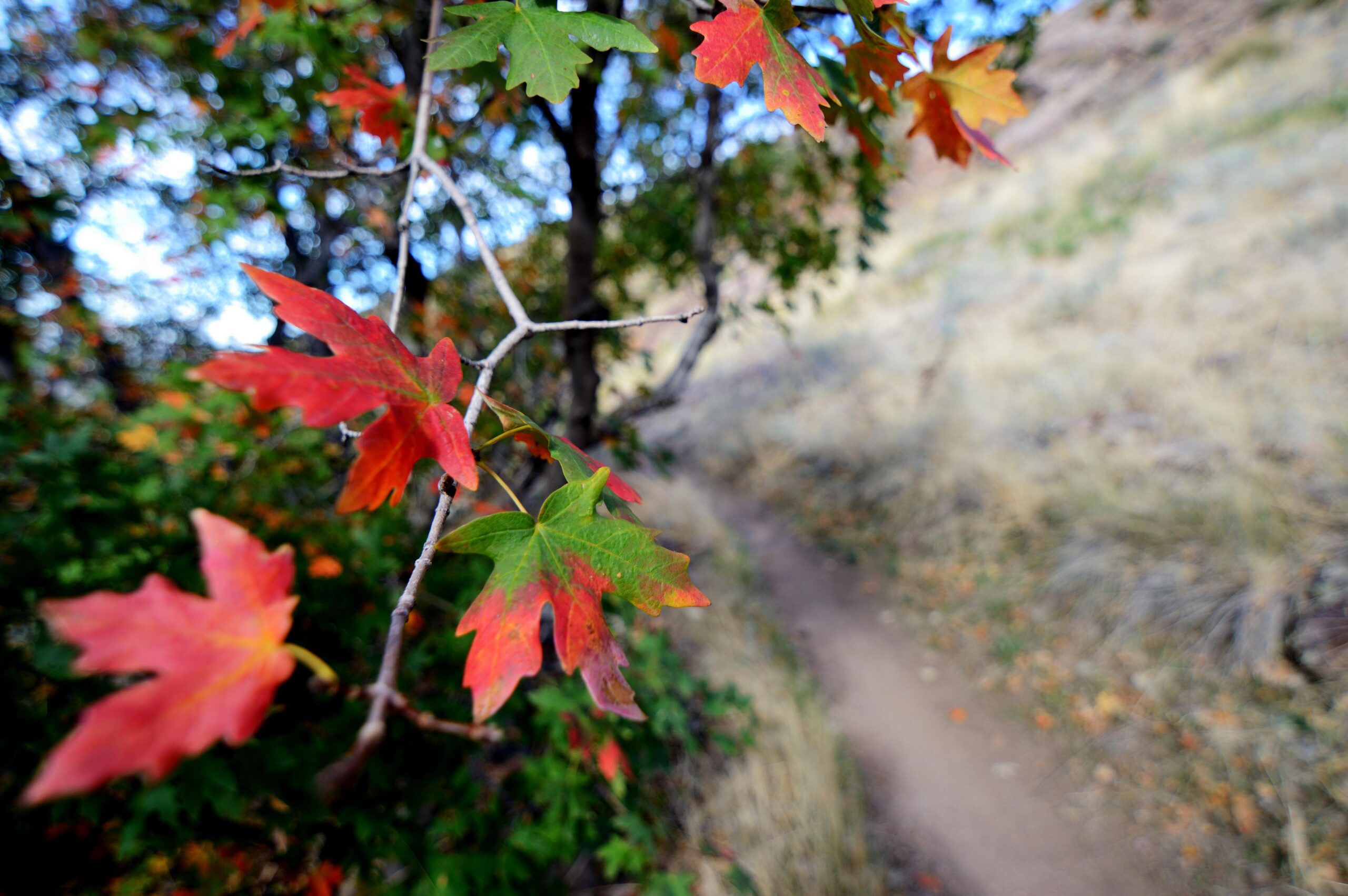 Close-up of vibrant red and green leaves on a branch, with a blurred background showing a winding dirt path through a natural landscape. The setting suggests a serene outdoor environment, likely during autumn. Bonneville Shoreline Trail - Ogden Section mountain bike trail.