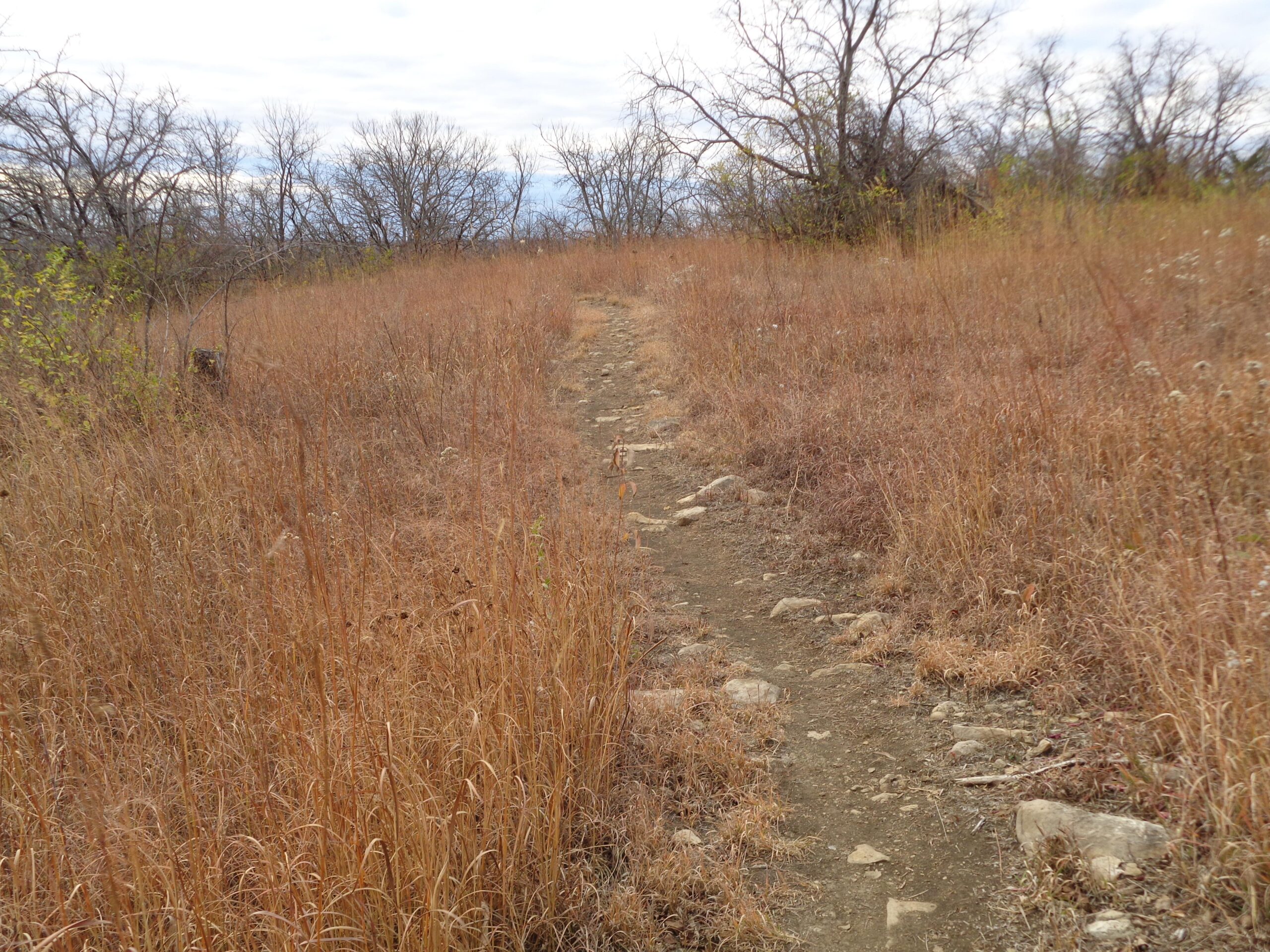 A narrow dirt path winding through a grassy area with dry, brown grass and sparse, leafless trees in the background under a cloudy sky. Skyline Park - Burnetts Mound Trail mountain bike trail.