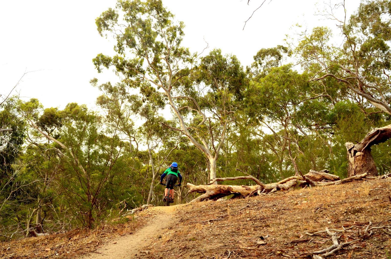 A cyclist riding on a dirt path through a wooded area, surrounded by tall trees and greenery. The scene captures the cyclist from behind as they ascend a slight incline on the trail. Plenty Gorge mountain bike trail.