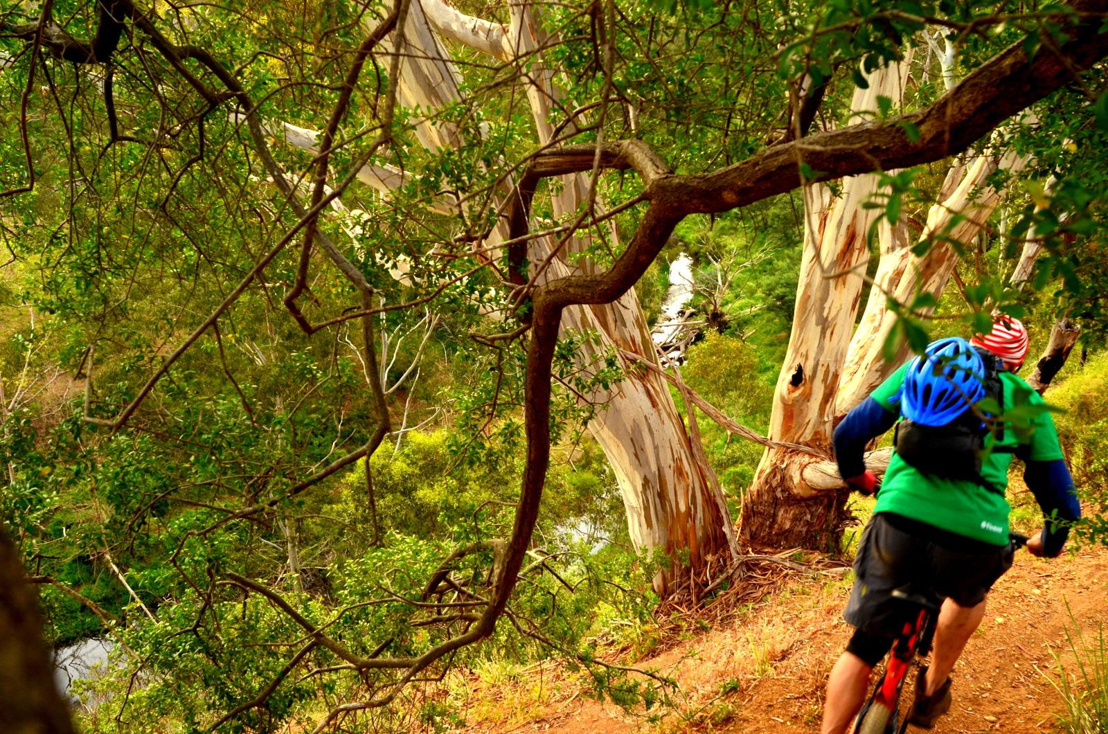 A mountain biker riding down a narrow dirt trail surrounded by lush greenery and eucalyptus trees, with a glimpse of a river in the background. The biker is wearing a blue helmet and a green shirt, navigating through a scenic outdoor environment. Plenty Gorge mountain bike trail.
