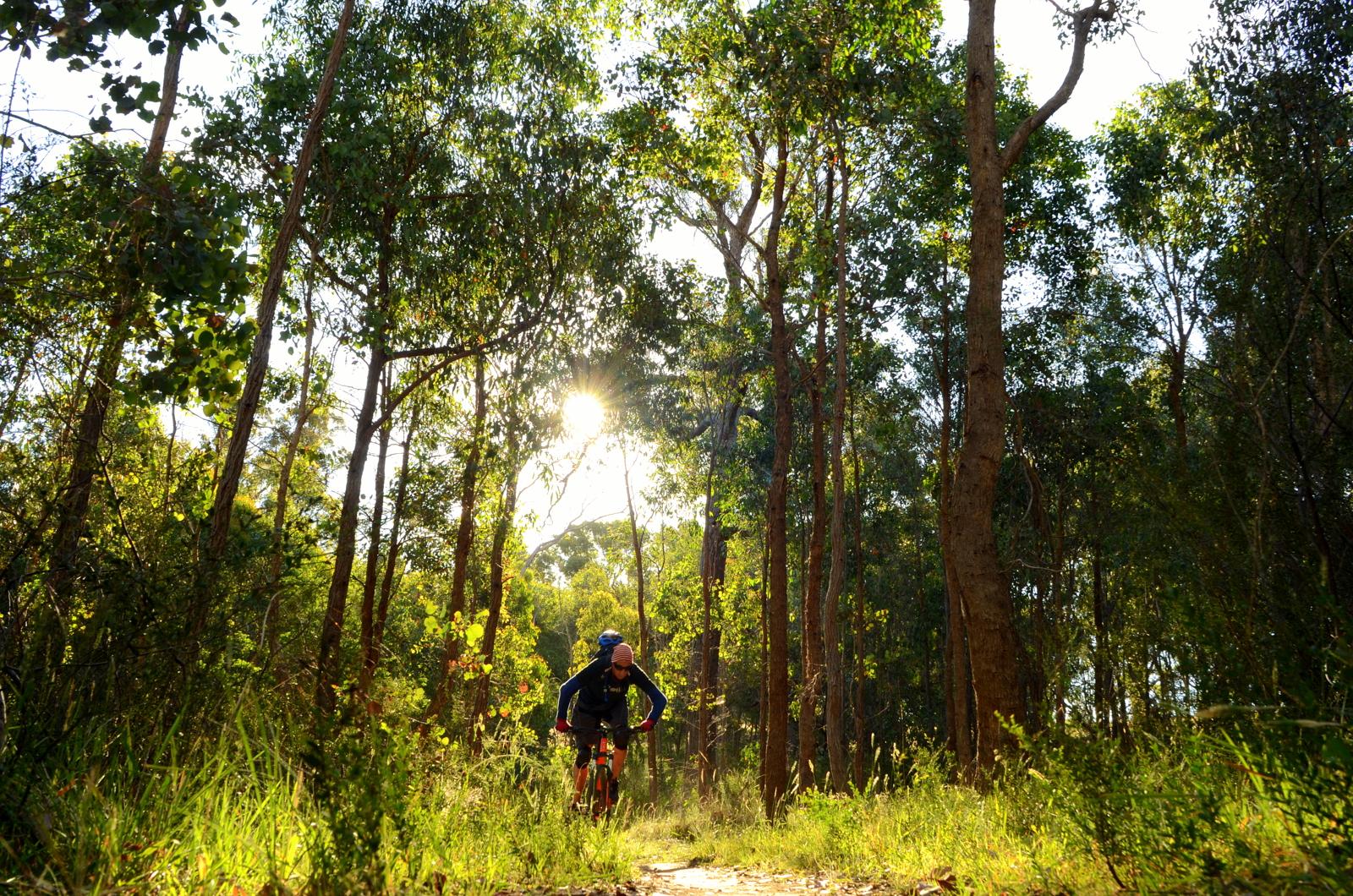 A cyclist riding along a dirt trail surrounded by tall trees in a sunlit forest, with sunlight filtering through the foliage. Plenty Gorge mountain bike trail.