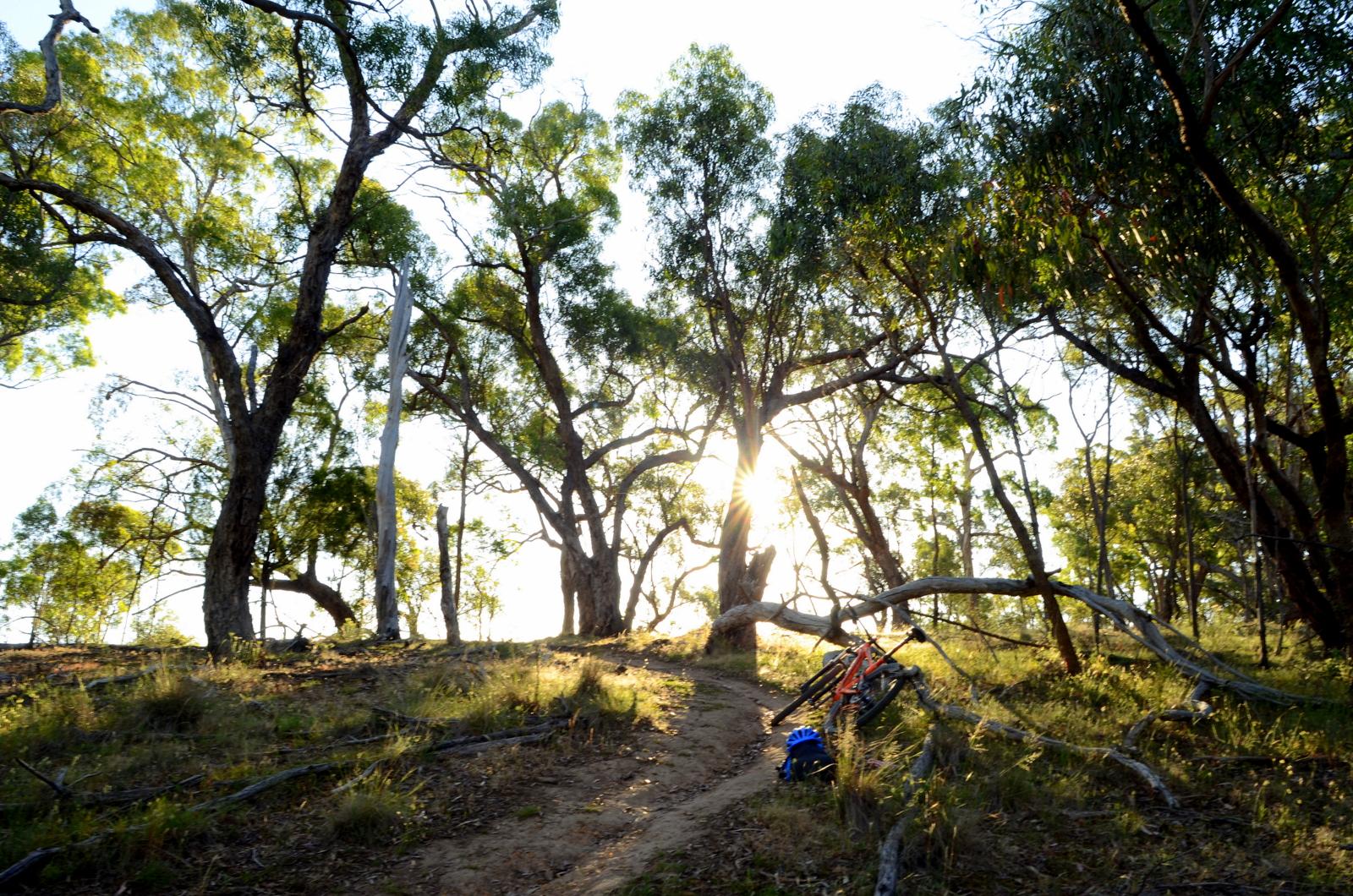 A sunlit forest scene featuring tall trees and a dirt trail. In the foreground, there are two bicycles and a blue helmet resting on the ground, with sunlight filtering through the foliage. The surrounding area is lush with green vegetation and scattered branches. Plenty Gorge mountain bike trail.