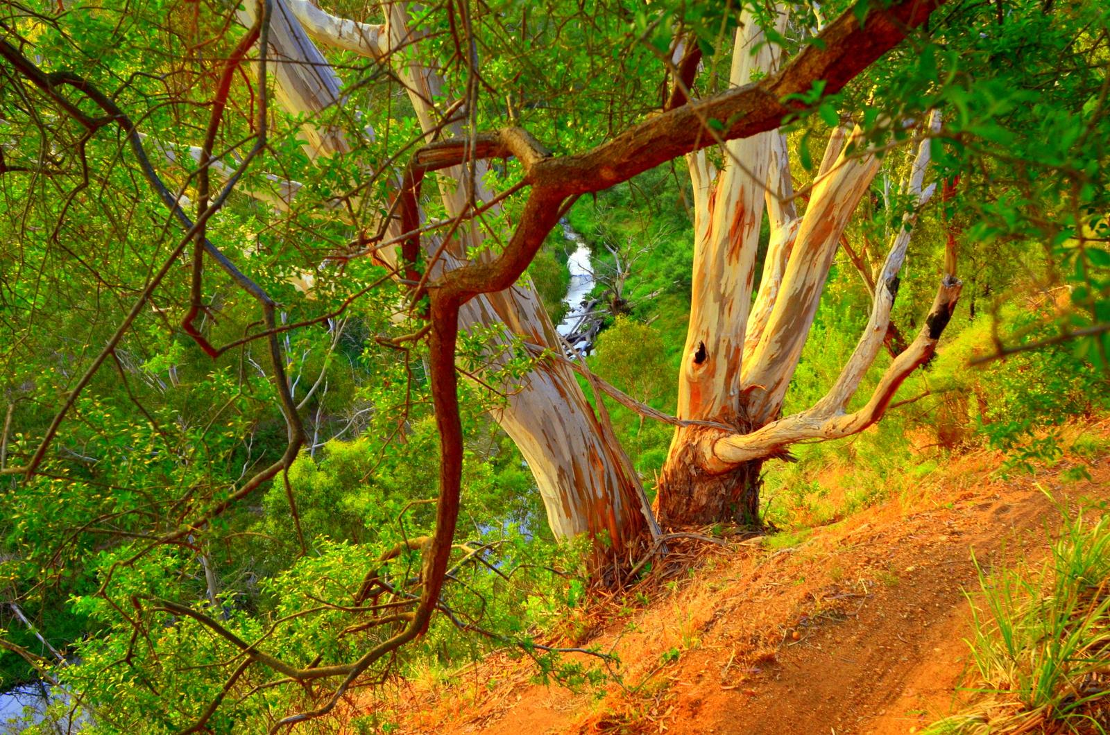 A scenic view of a lush green landscape featuring a large eucalyptus tree with striking white bark. The tree's branches are intertwined with vibrant foliage, set against a backdrop of dense greenery and a meandering stream in the distance, illuminated by warm sunlight. Plenty Gorge mountain bike trail.