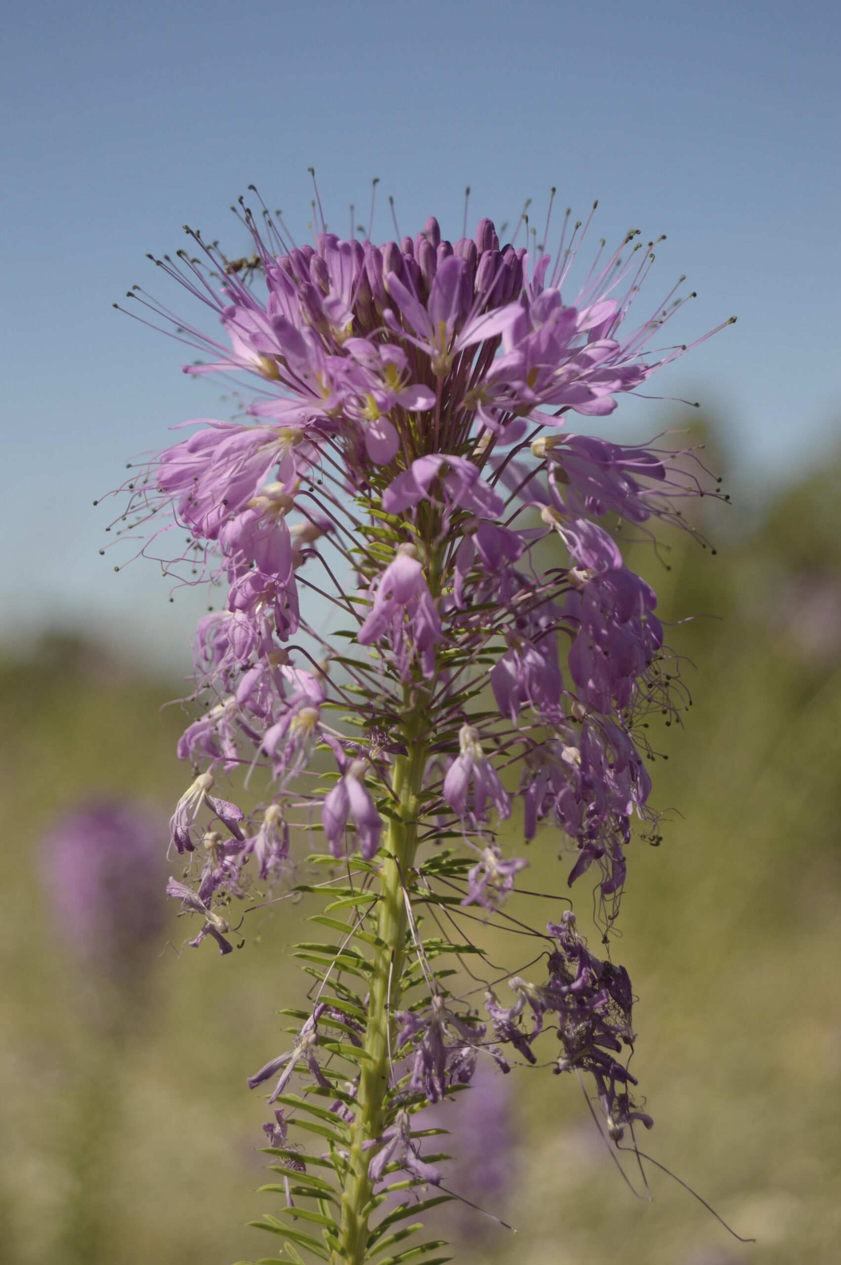 A close-up of a tall, purple flowering plant with clusters of vibrant blooms and delicate filaments, set against a clear blue sky. The plant features elongated green leaves and a soft-focus background of more purple flowers, creating a tranquil natural scene. Bonneville Shoreline Trail - Ogden Section mountain bike trail.