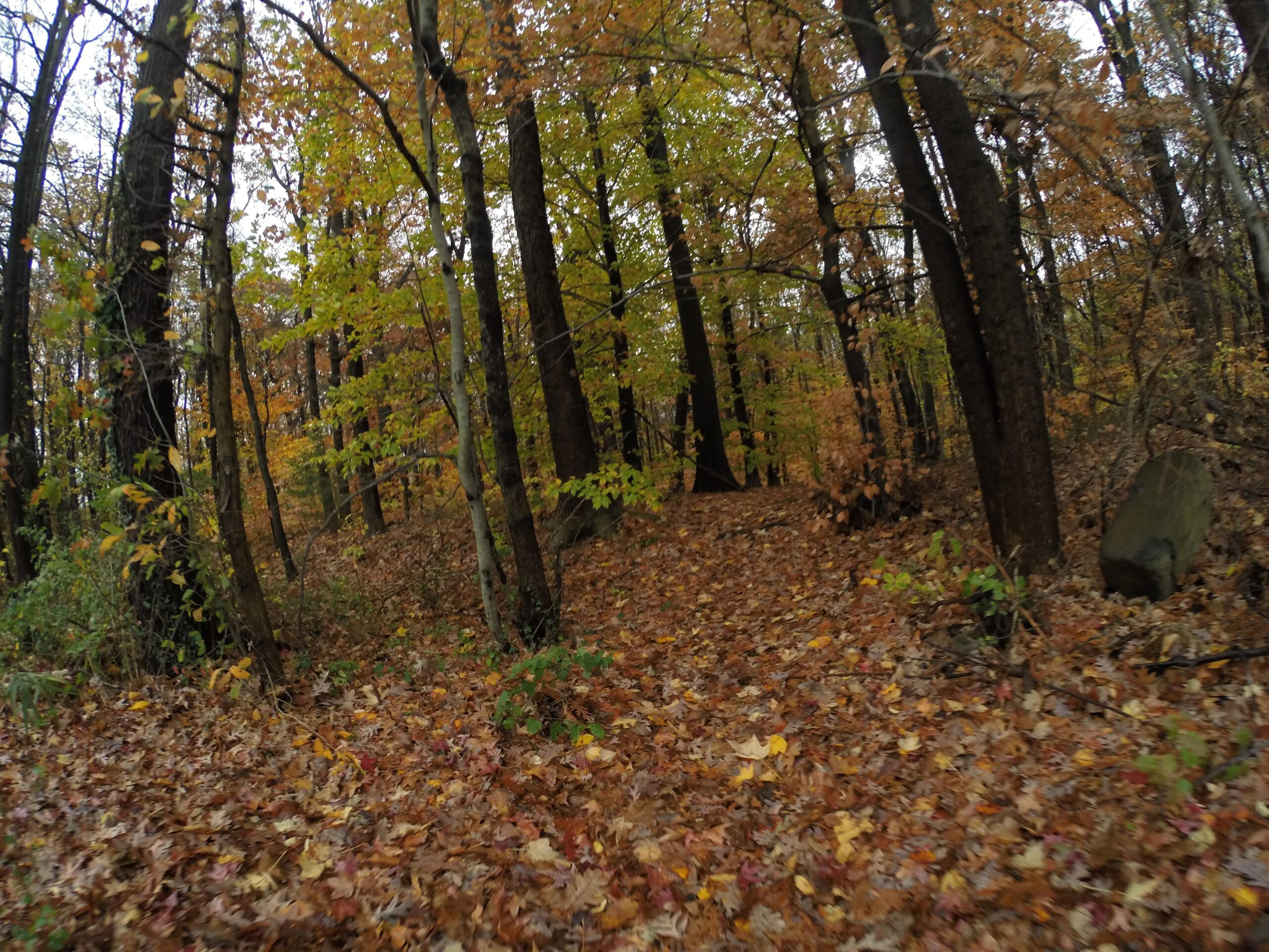 A tranquil forest scene during autumn, featuring tall trees with vibrant yellow, orange, and green leaves. The ground is covered with a blanket of fallen leaves, creating a colorful, rustic path through the woods. Trails seperated by streets mountain bike trail.