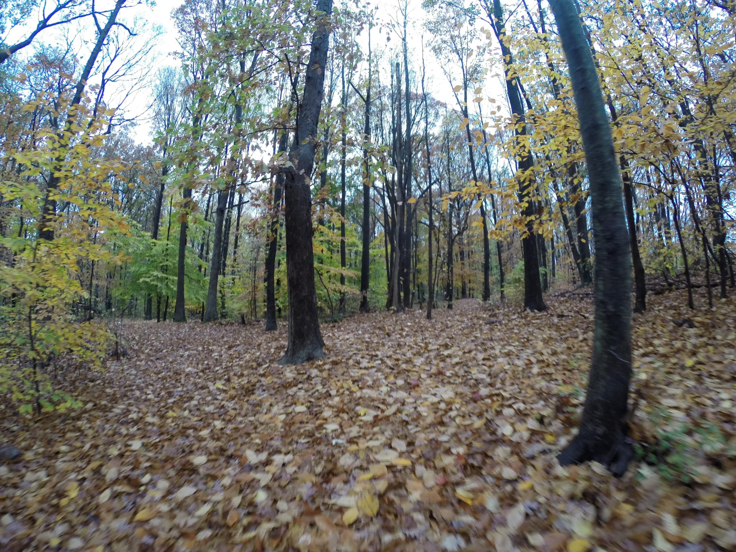 A serene autumn forest scene with a carpet of fallen leaves covering the ground. The trees display a mix of fall colors, including vibrant yellows and greens, creating a peaceful and inviting atmosphere. Trails seperated by streets mountain bike trail.