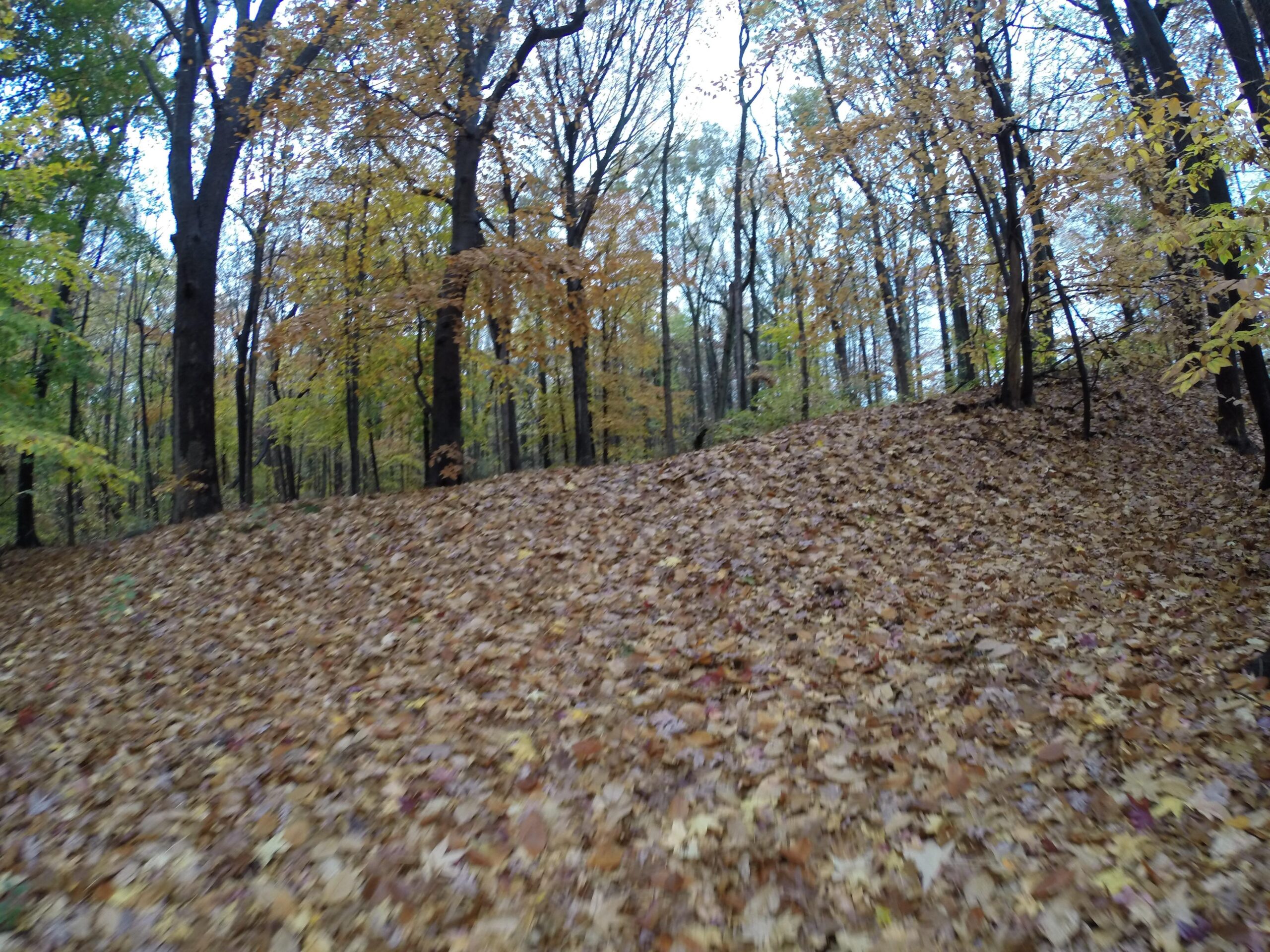 A forest scene during autumn with trees displaying yellow and brown leaves scattered across the ground, covered in a thick layer of fallen leaves. The sky is overcast, suggesting a cool, cloudy day. Trails seperated by streets mountain bike trail.