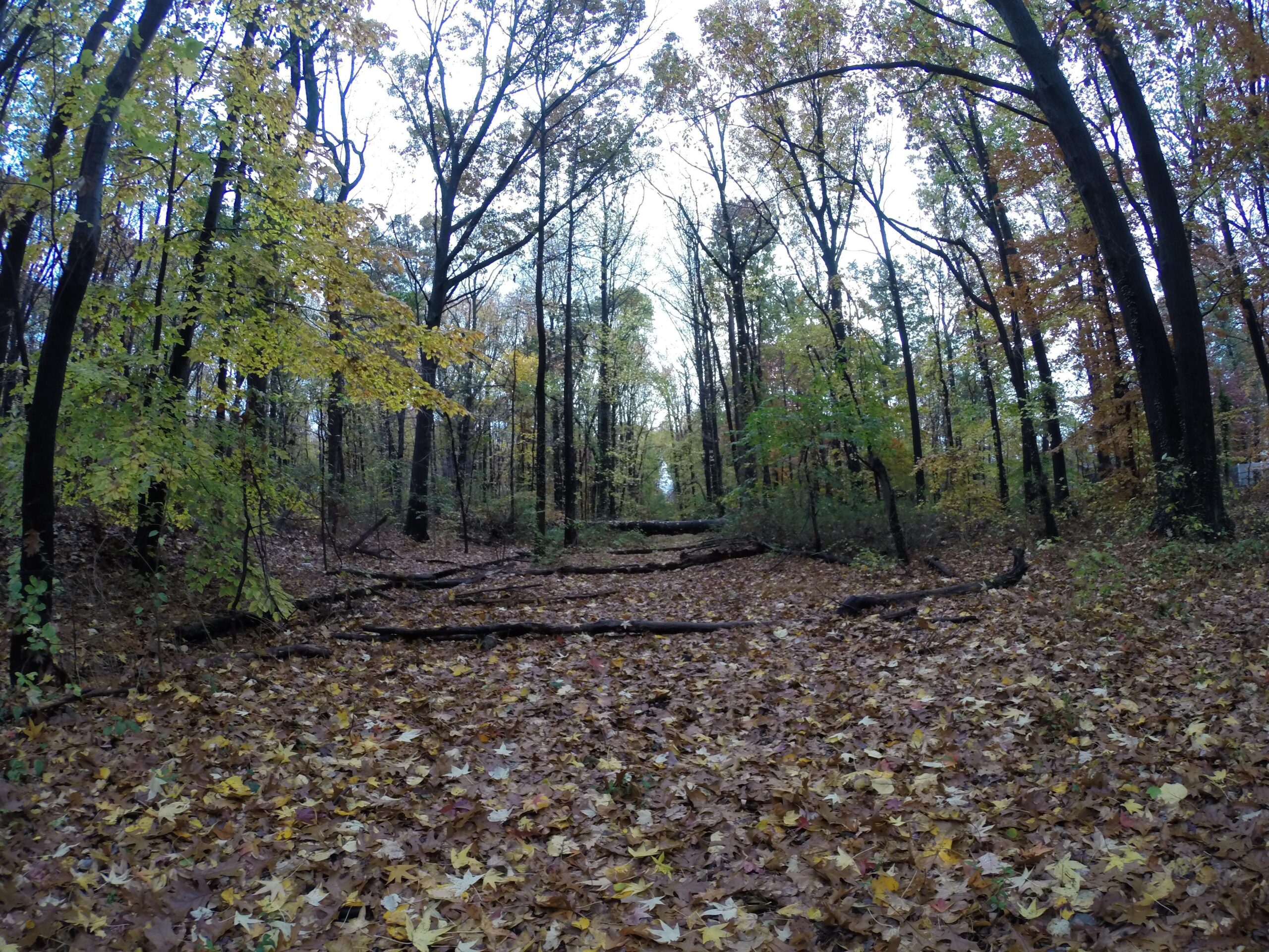 A serene forest path lined with tall trees showcasing autumn foliage, including shades of yellow and orange. The ground is covered with fallen leaves, and some logs are scattered along the trail, creating a peaceful atmosphere in nature. Trails seperated by streets mountain bike trail.