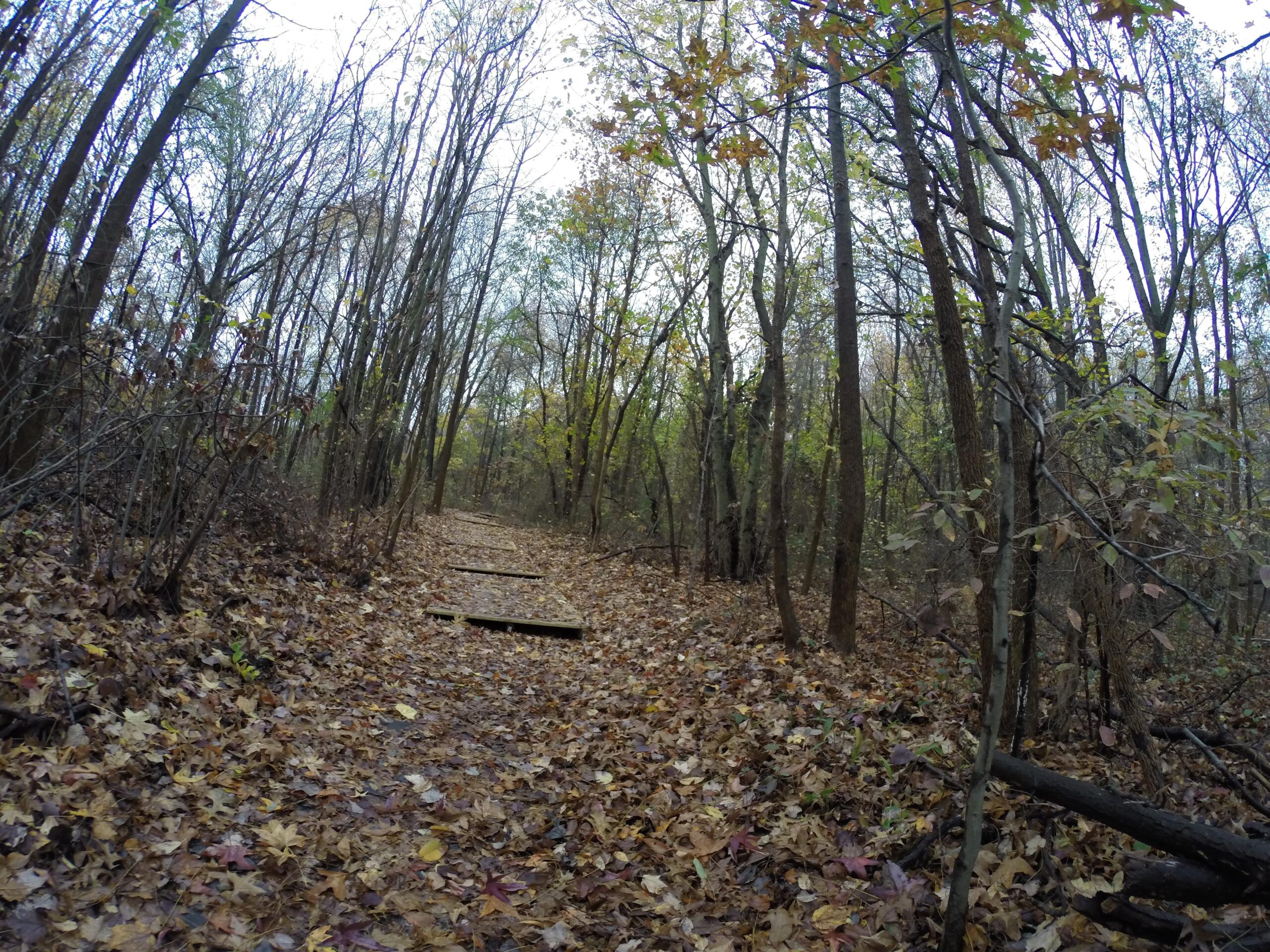 A serene forest path covered with autumn leaves, flanked by bare trees and hints of greenery. Wooden planks provide a walkway through the natural surroundings, creating a peaceful atmosphere. Trails seperated by streets mountain bike trail.