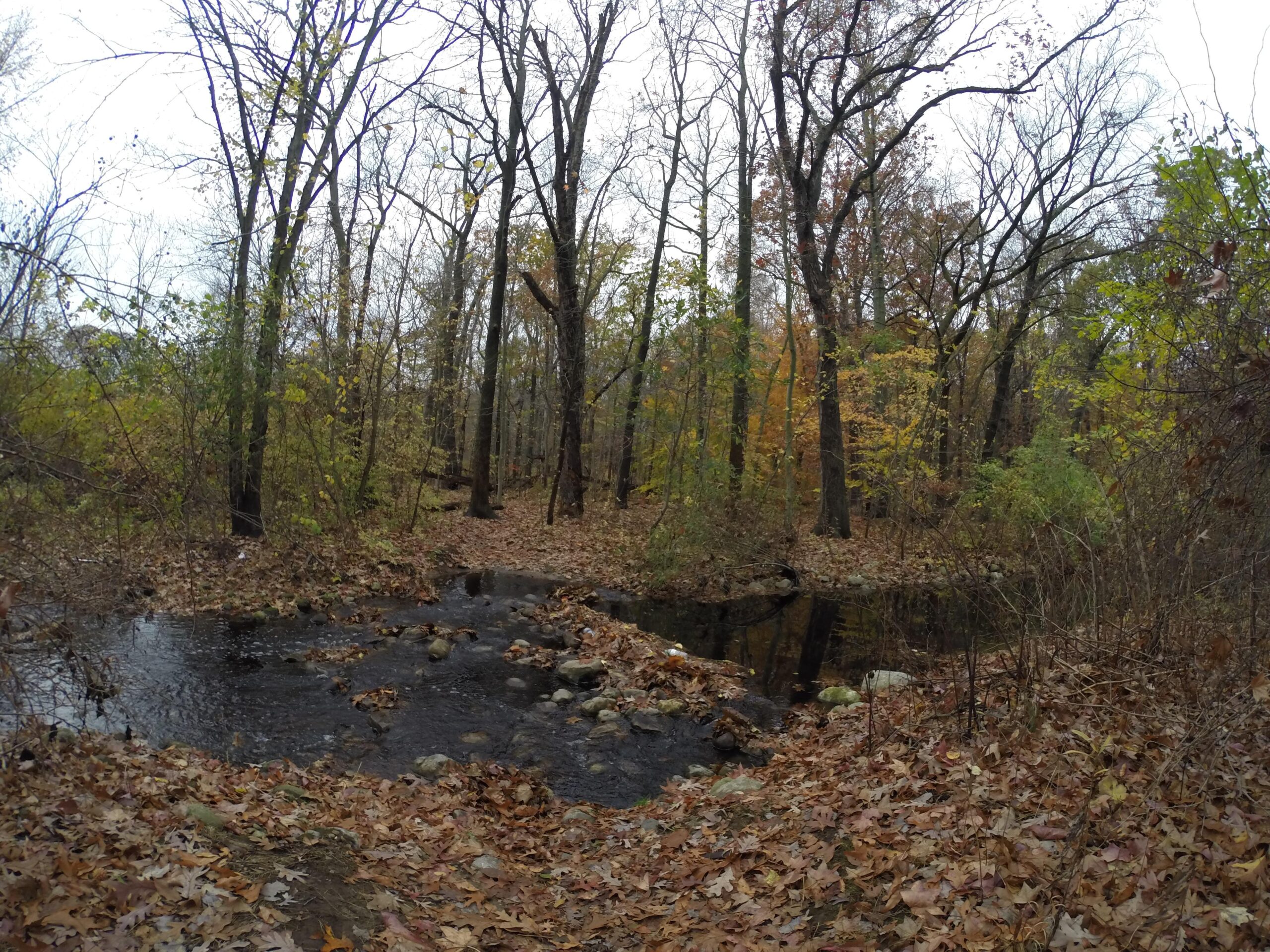 A serene forest scene depicting a small creek winding through a wooded area. The ground is covered in fallen leaves, with a mix of trees, some bare and others with autumn foliage. The sky is overcast, contributing to the peaceful atmosphere of the natural setting. Wolfes Pond park mountain bike trail.