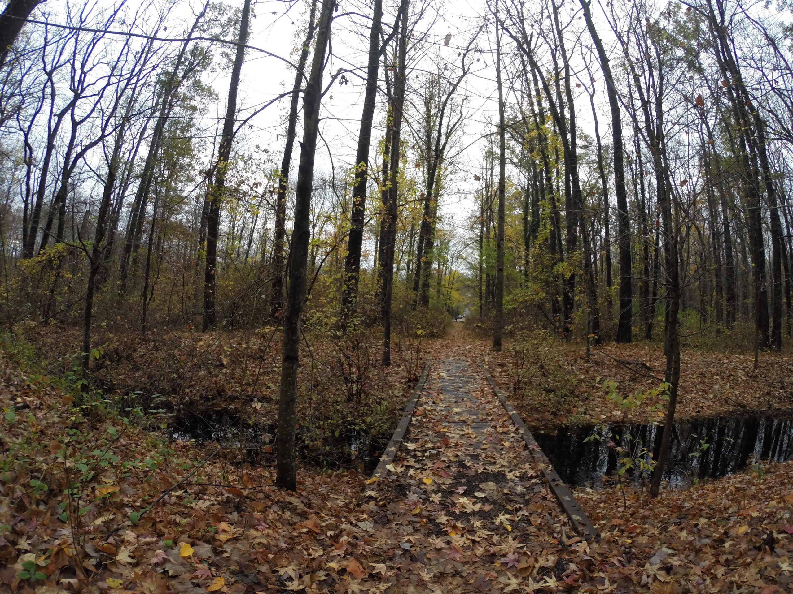 A serene wooded path covered with autumn leaves, featuring a narrow walkway leading through bare trees and patches of greenery. A small body of water is visible alongside the path, enhancing the tranquil atmosphere of the forest in a cloudy setting. Wolfes Pond park mountain bike trail.
