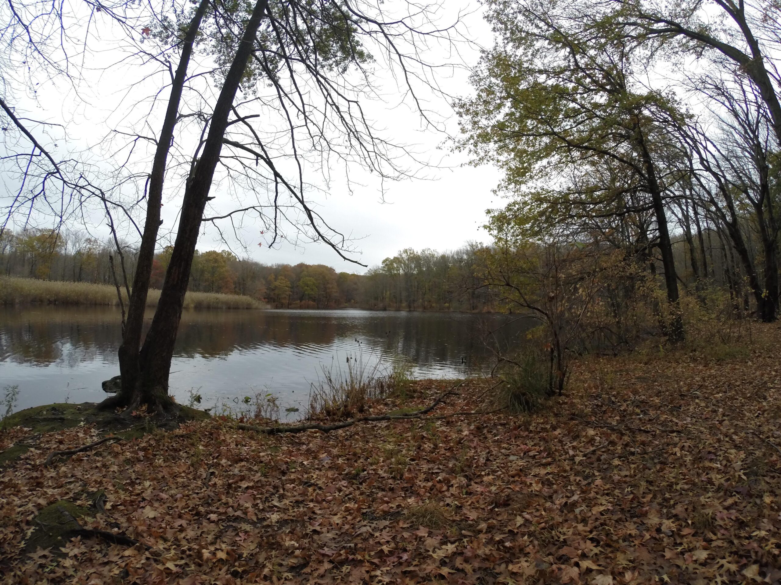 A serene landscape featuring a calm lake surrounded by trees in autumn, with fallen leaves covering the ground. The scene is overcast, highlighting the tranquil atmosphere of nature in the fall season. Wolfes Pond park mountain bike trail.
