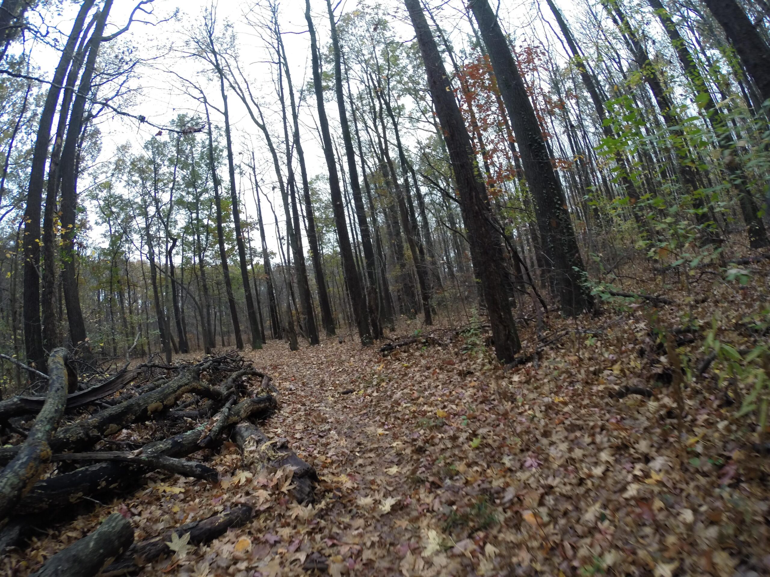 A forest path covered with fallen leaves, surrounded by tall, bare trees and scattered branches, creating a serene, autumnal atmosphere on an overcast day. Wolfes Pond park mountain bike trail.