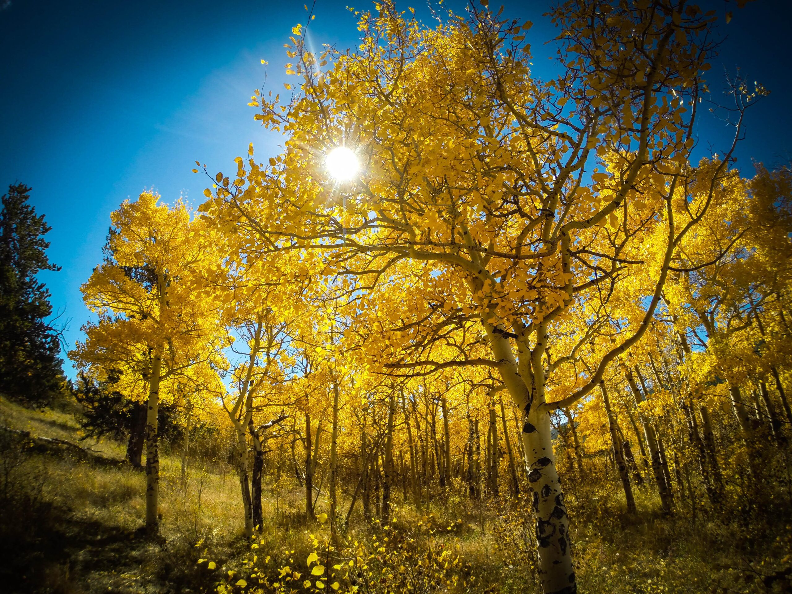 A vibrant scene of golden autumn foliage in a forest, with sunlight filtering through the bright yellow leaves of aspen trees against a clear blue sky. The ground is dotted with fallen leaves, creating a picturesque fall landscape. Sheep Creek mountain bike trail.