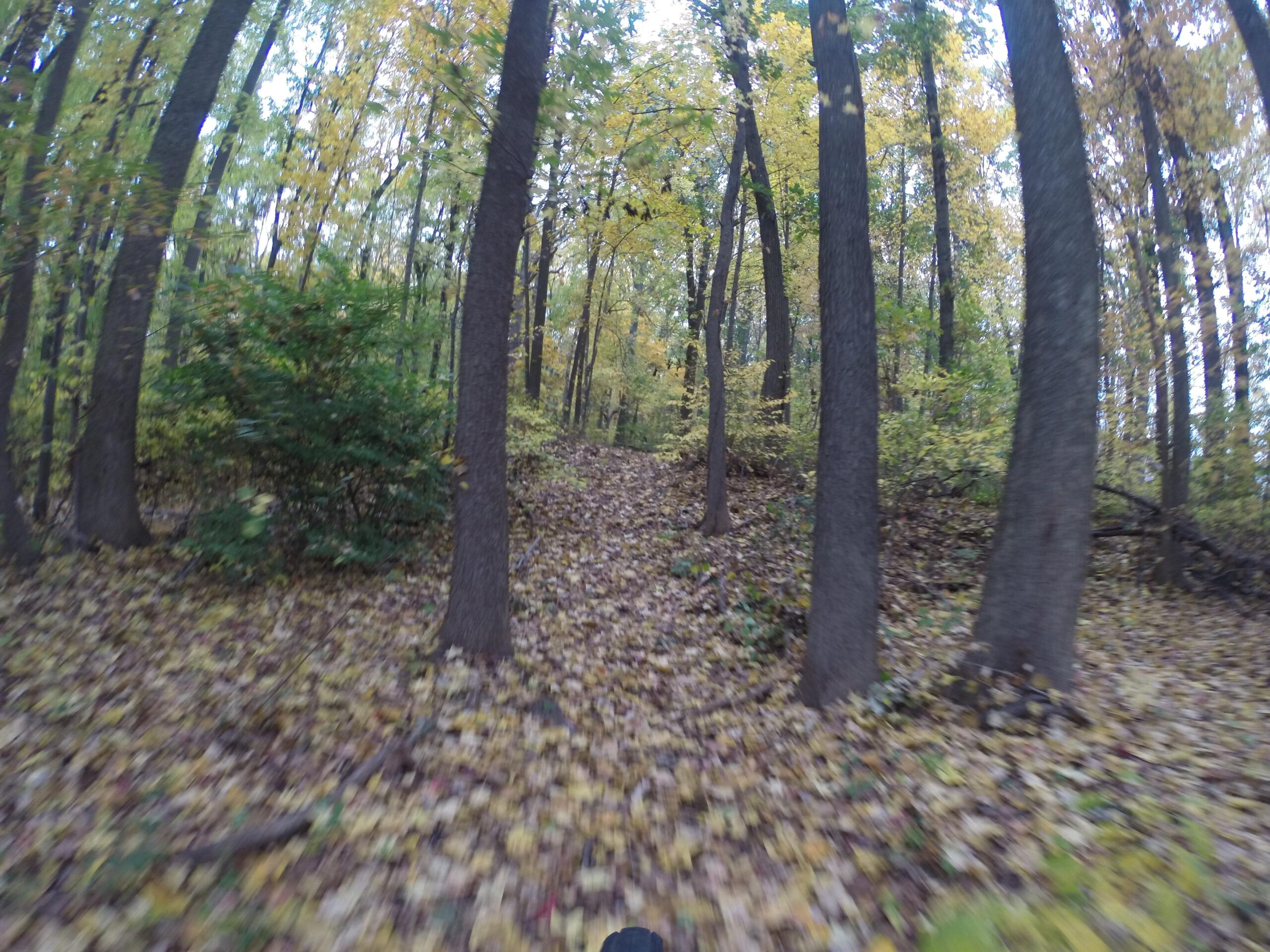 A winding trail through a forest during autumn, surrounded by tall trees and a ground covered in colorful fallen leaves. The scene captures the essence of a peaceful nature walk with vibrant yellow and green foliage. Trails seperated by streets mountain bike trail.