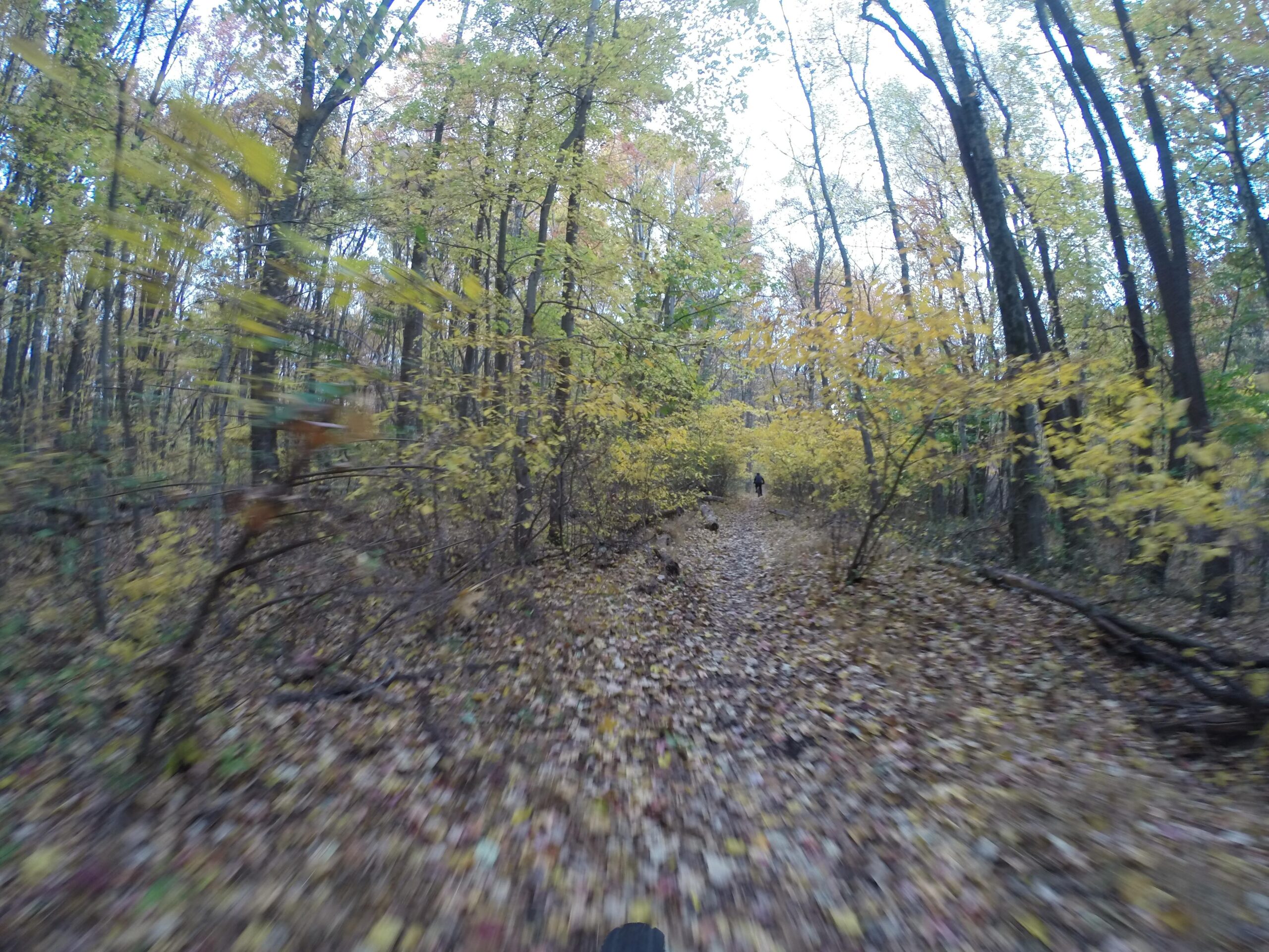 A blurred image of a wooded path lined with trees showing autumn foliage in various shades of yellow and brown, with fallen leaves covering the ground. A person is seen walking in the distance along the path, suggesting a serene nature experience. Richmond Avenue and Forest Hill road mountain bike trail.