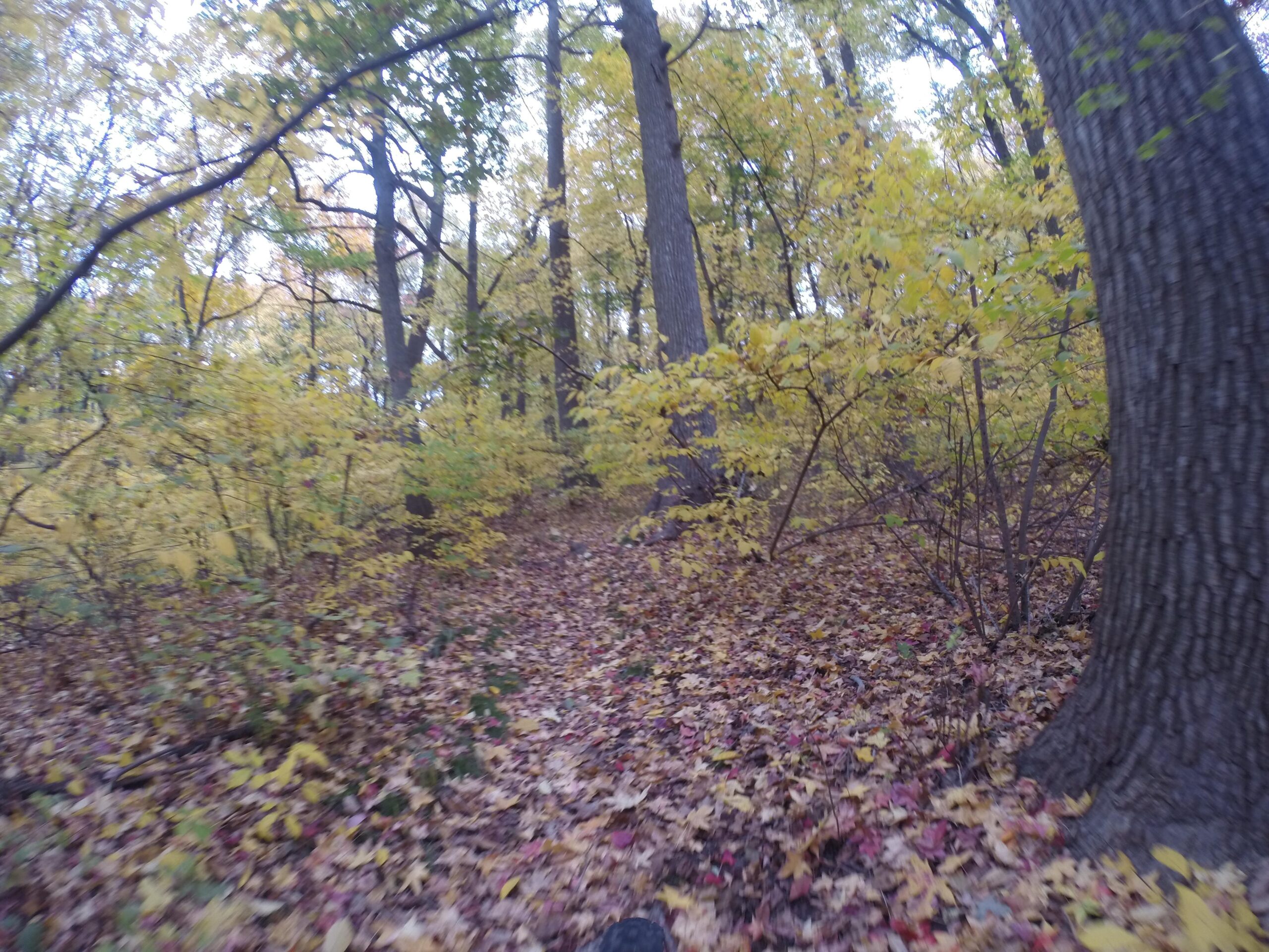 A serene forest pathway surrounded by trees with vibrant yellow and green foliage, blanketed by fallen leaves. The scene captures the essence of autumn, with a soft, natural light filtering through the branches. Richmond Avenue and Forest Hill road mountain bike trail.