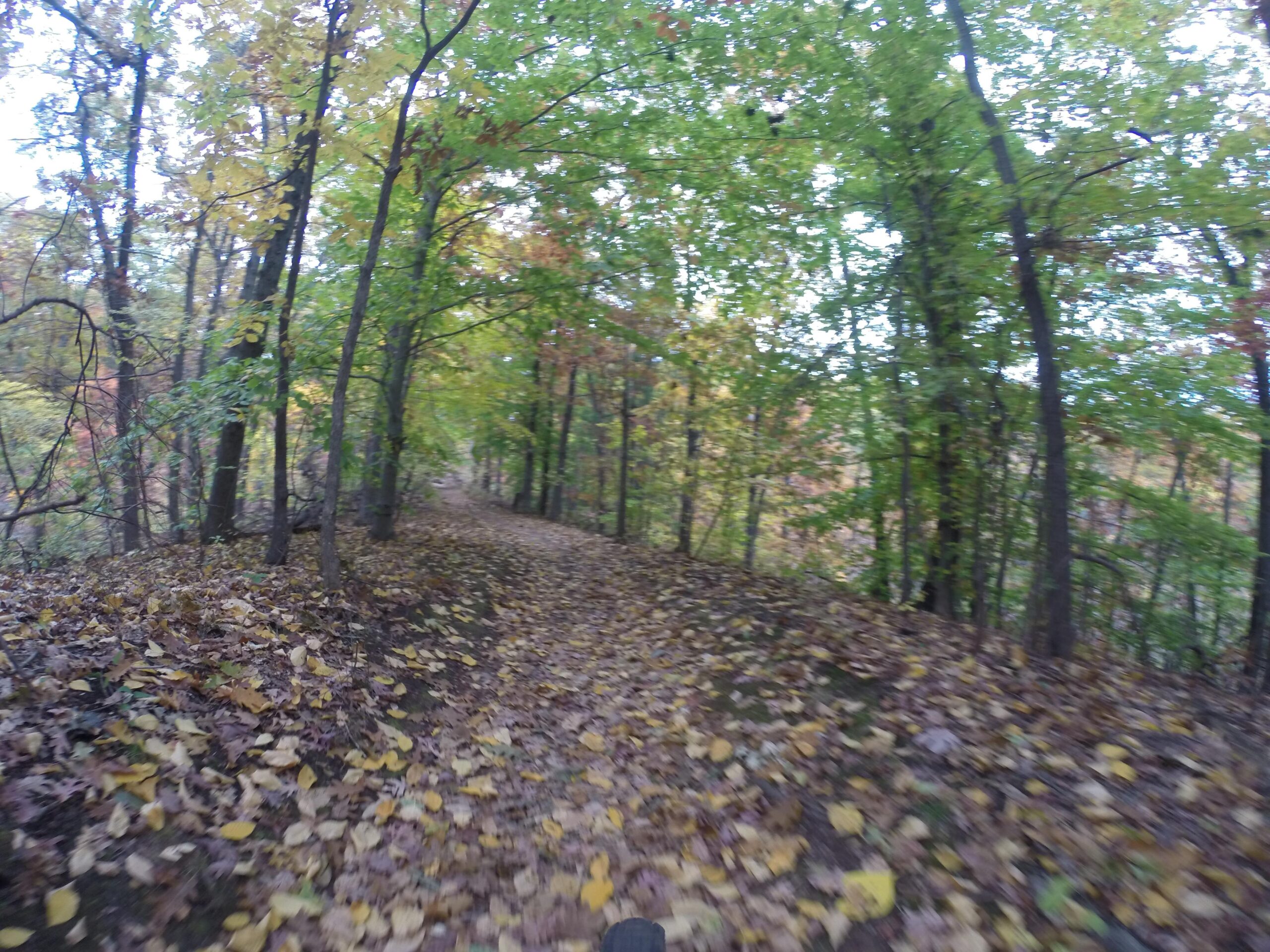 A winding trail covered with colorful autumn leaves, surrounded by lush green trees in a wooded area. The path leads into the distance, creating a sense of peacefulness and natural beauty. Trails seperated by streets mountain bike trail.