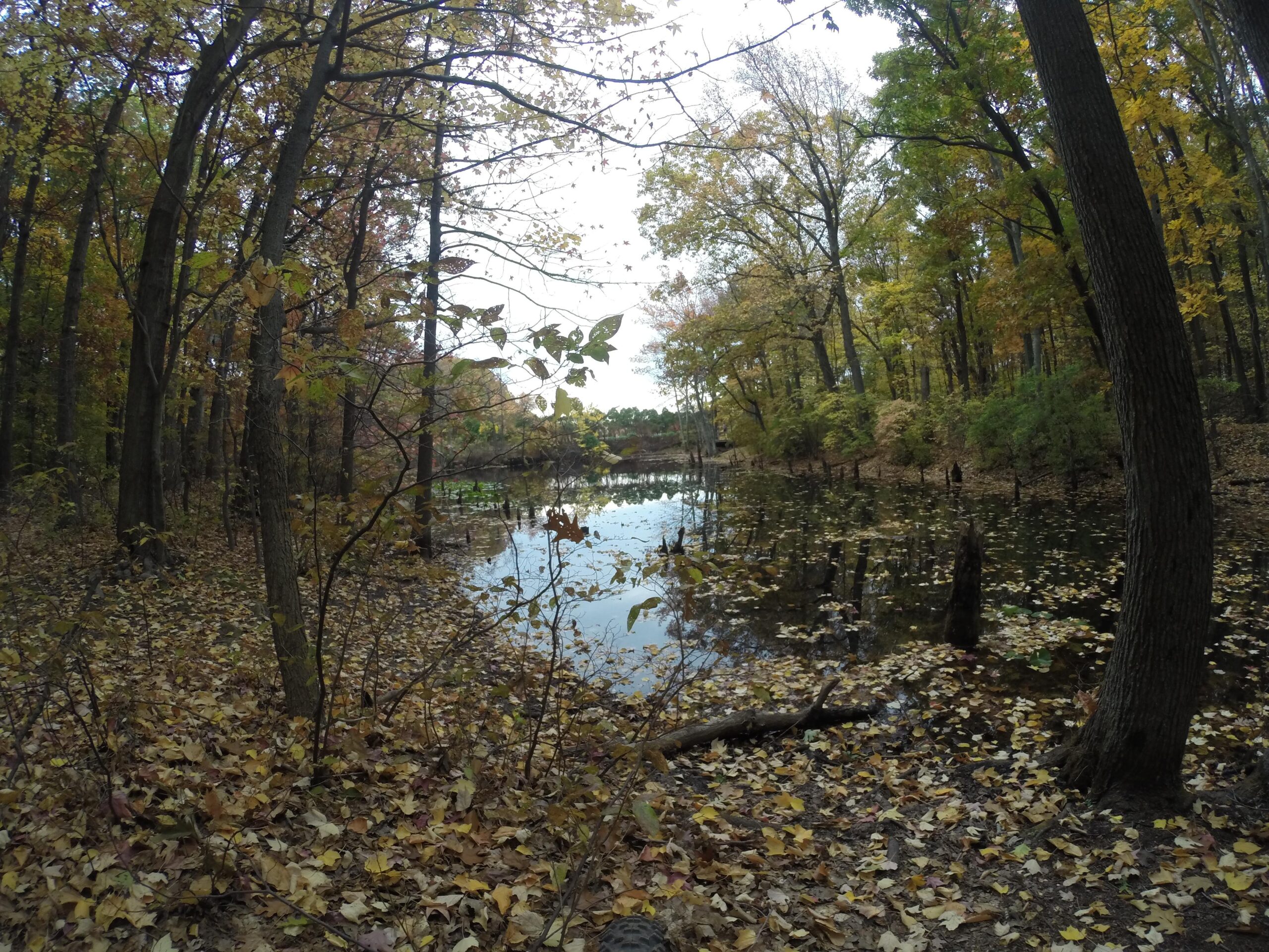 A serene forest scene featuring a small pond surrounded by autumn foliage. Various trees with colorful leaves reflect the changing seasons, while the ground is covered in fallen leaves. The calm water of the pond mirrors the surrounding landscape, creating a peaceful and tranquil atmosphere. Richmond Avenue and Forest Hill road mountain bike trail.