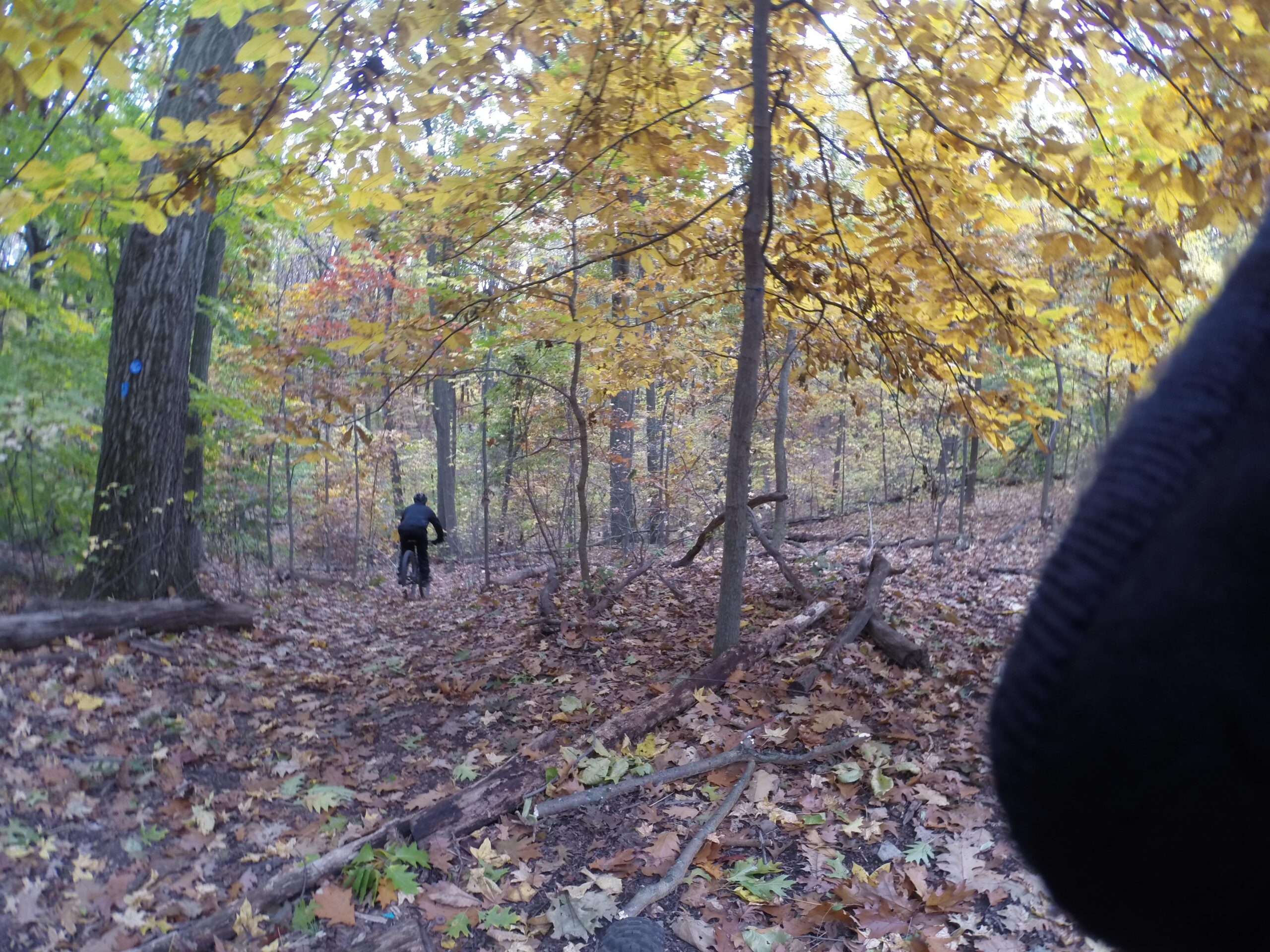 A person riding a bicycle on a leaf-covered trail surrounded by trees with vibrant autumn foliage, including yellow and orange leaves. Richmond Avenue and Forest Hill road mountain bike trail.