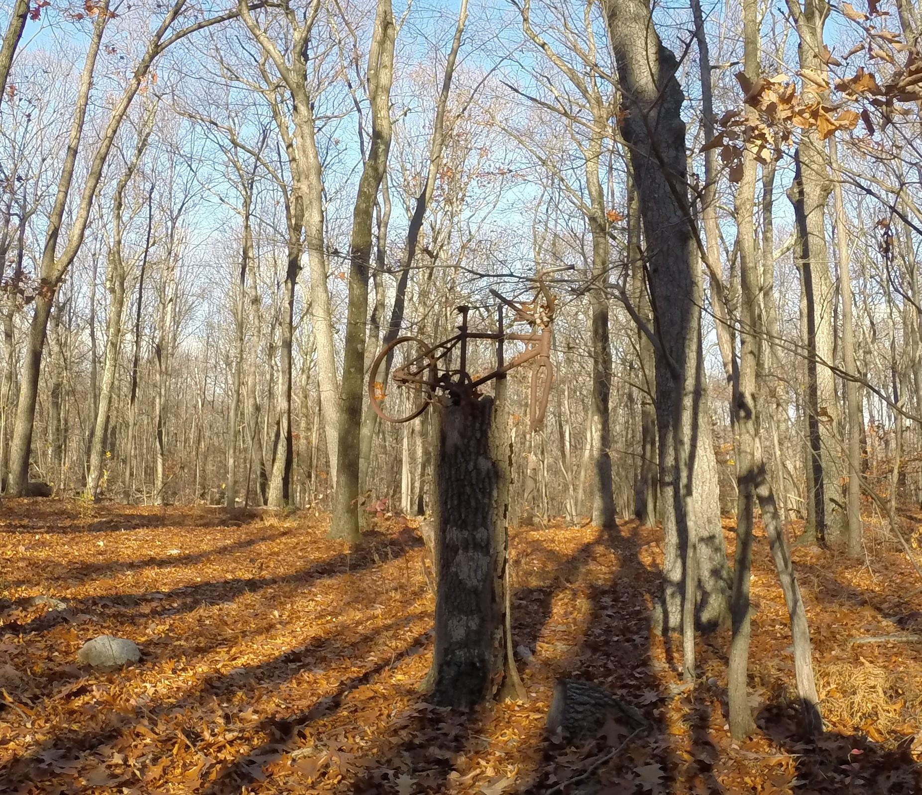 A rusted bicycle partially embedded in a tree stump, surrounded by a forest of bare trees and a ground covered in orange and brown fallen leaves. The scene is illuminated by soft sunlight, casting long shadows on the ground. Long Pond Ironworks State Park mountain bike trail.