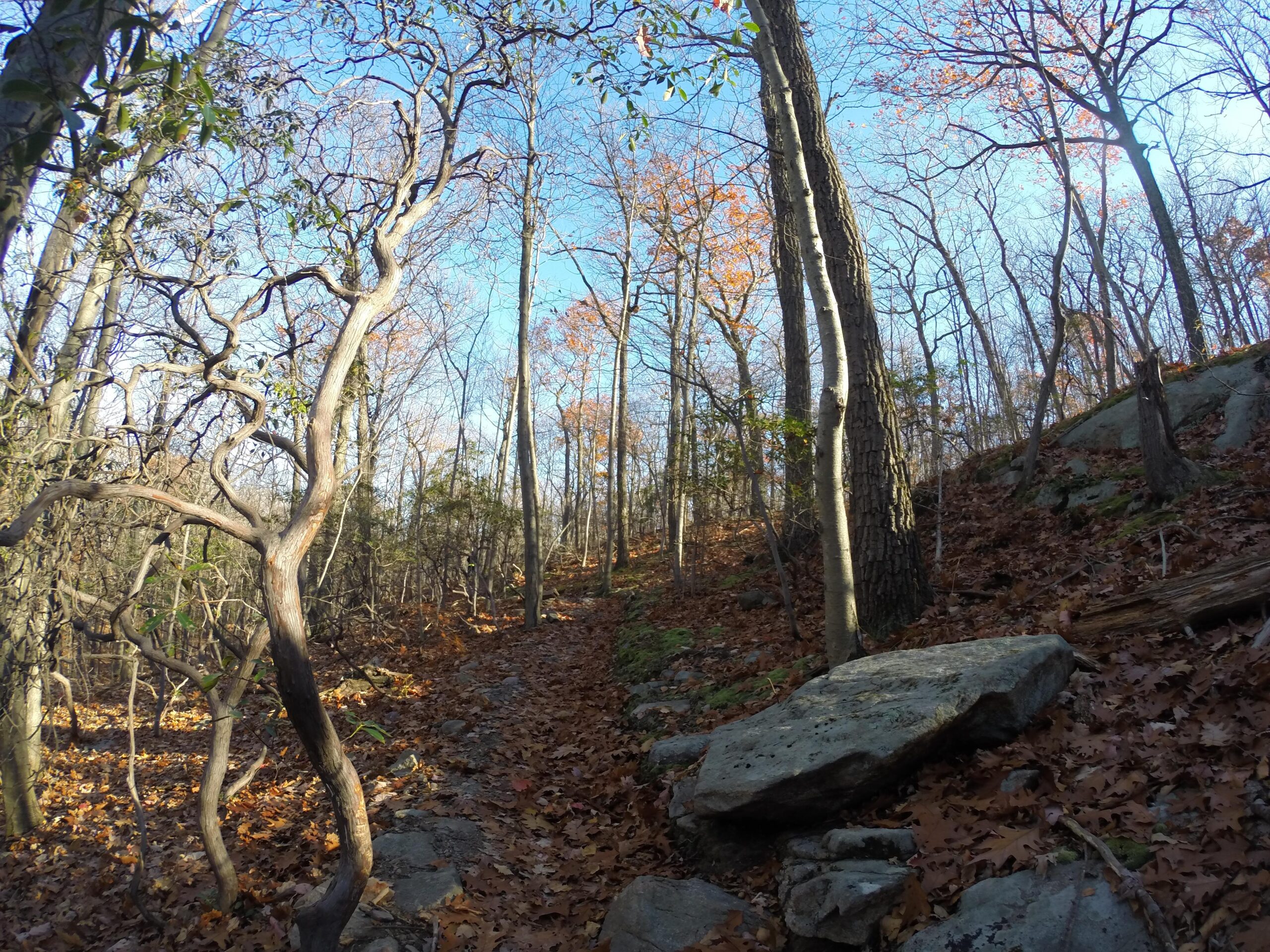 A scenic woodland path winding through trees in late autumn, with fallen leaves covering the ground and a clear blue sky above. The trail is surrounded by rocky terrain and bare branches, creating a tranquil and natural atmosphere. Long Pond Ironworks State Park mountain bike trail.