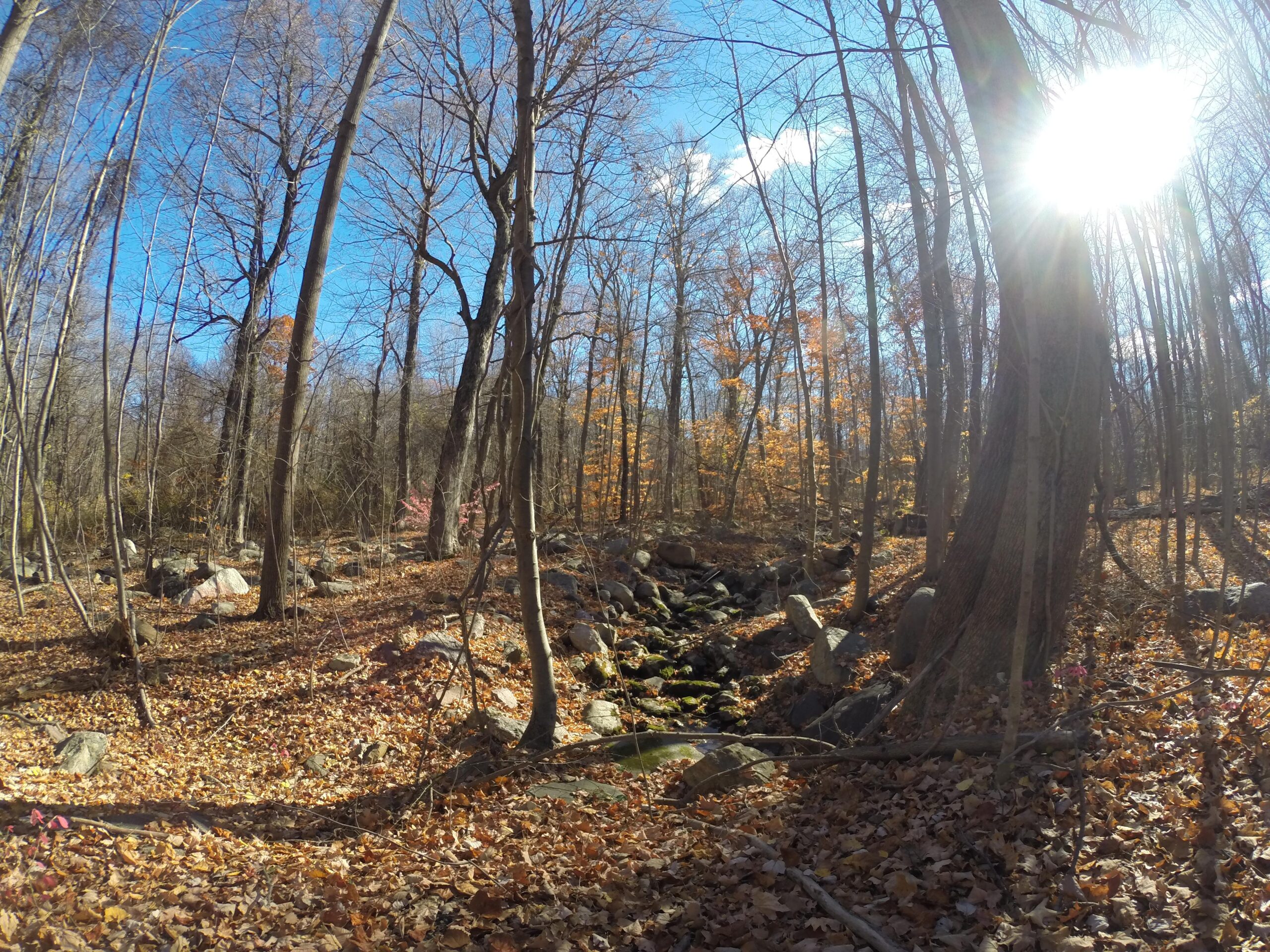 A serene forest scene depicting bare trees and colorful autumn leaves scattered on the ground. A small stream meanders through the rocky landscape, with sunlight filtering through the branches, creating a warm and peaceful atmosphere. The clear blue sky enhances the tranquil setting. Long Pond Ironworks State Park mountain bike trail.