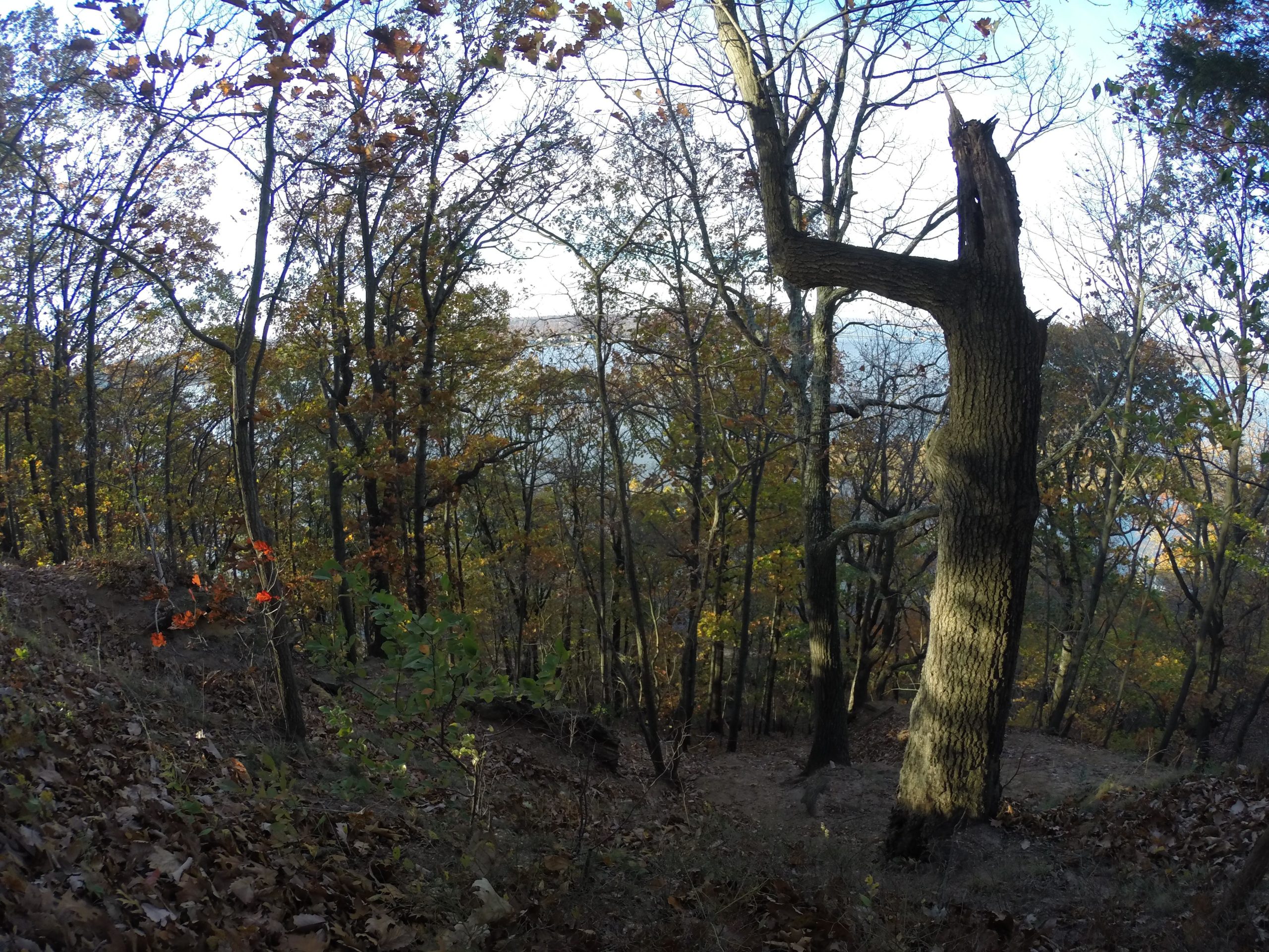 A scenic view of a wooded area during autumn, featuring trees with colorful leaves and a unique tree with a broken branch resembling a crooked arm. The scene is illuminated by natural light, showing a glimpse of a body of water in the background. Leaves are scattered on the ground, contributing to the fall atmosphere. Hartshorne Woods Park mountain bike trail.