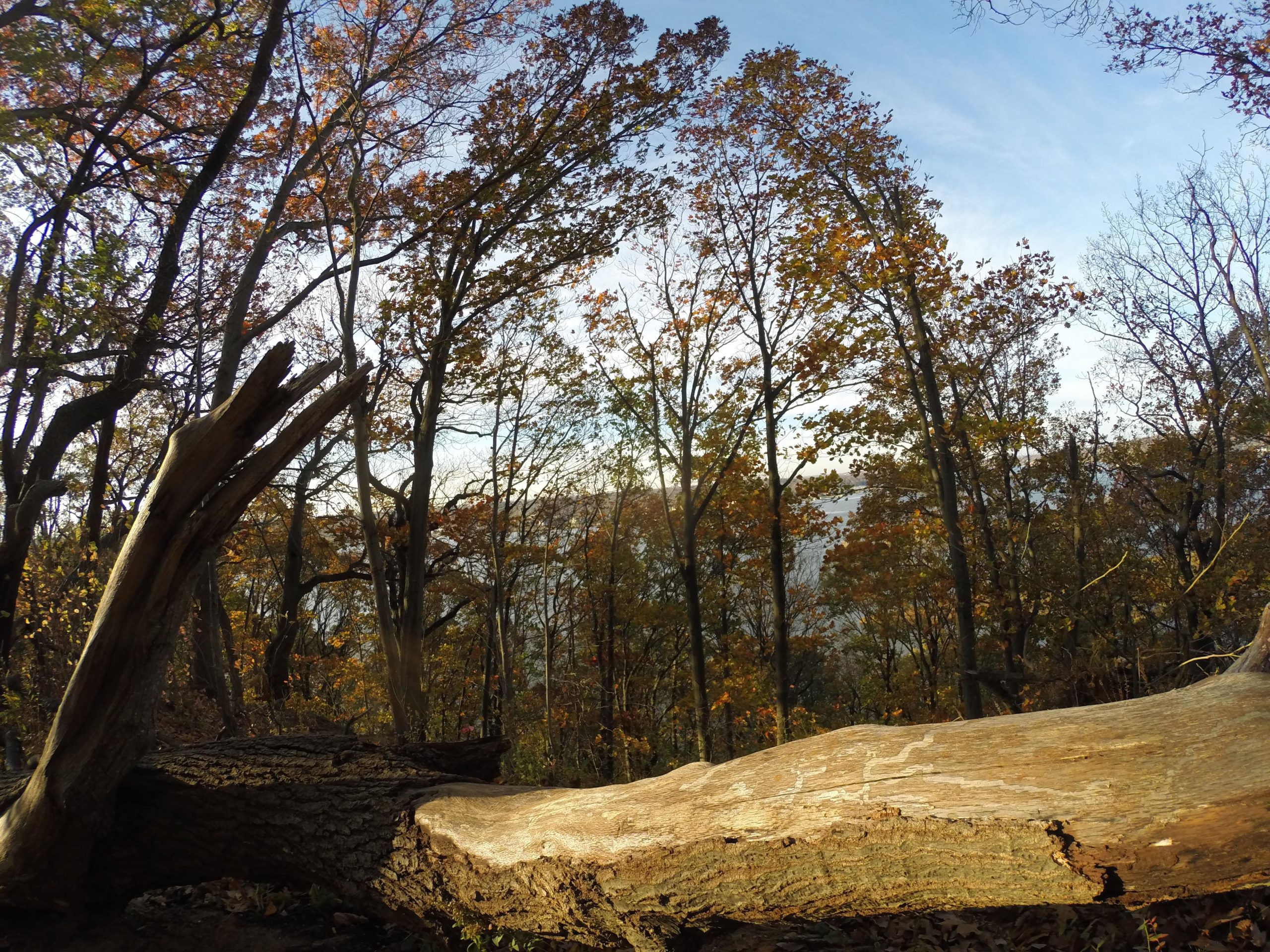 View of a forest during autumn, featuring a fallen log in the foreground and vibrant trees with orange and yellow leaves in the background. The sky is partly cloudy, adding to the serene atmosphere. Hartshorne Woods Park mountain bike trail.
