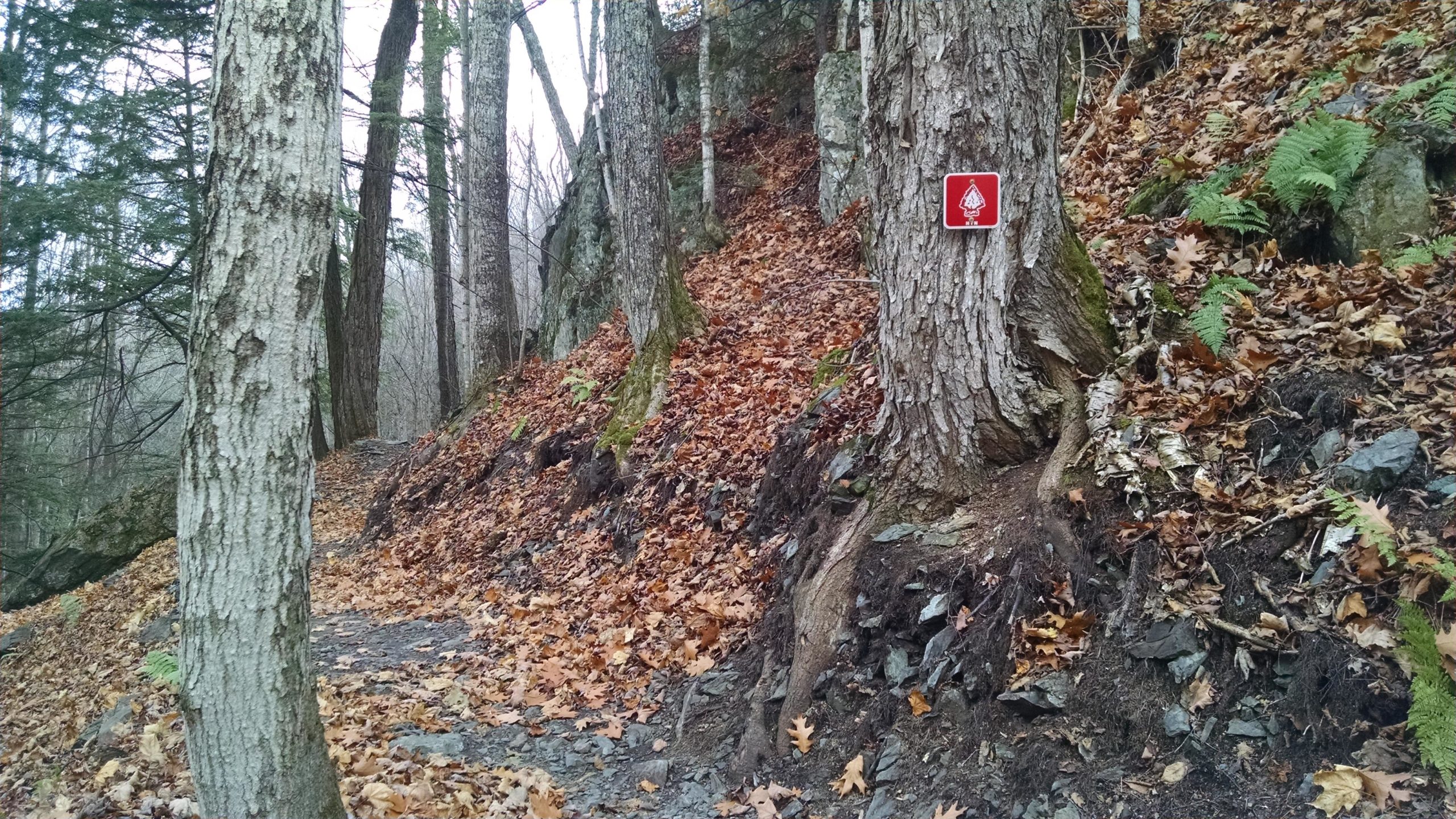 A narrow dirt path winding through a forest, surrounded by trees and scattered fallen leaves. A red trail marker with a tree symbol is visible on a nearby trunk, indicating the direction of the path. Ferns and rocks are visible along the trail, creating a natural and earthy landscape. Noquemanon Trails Network: South Marquette Trails mountain bike trail.